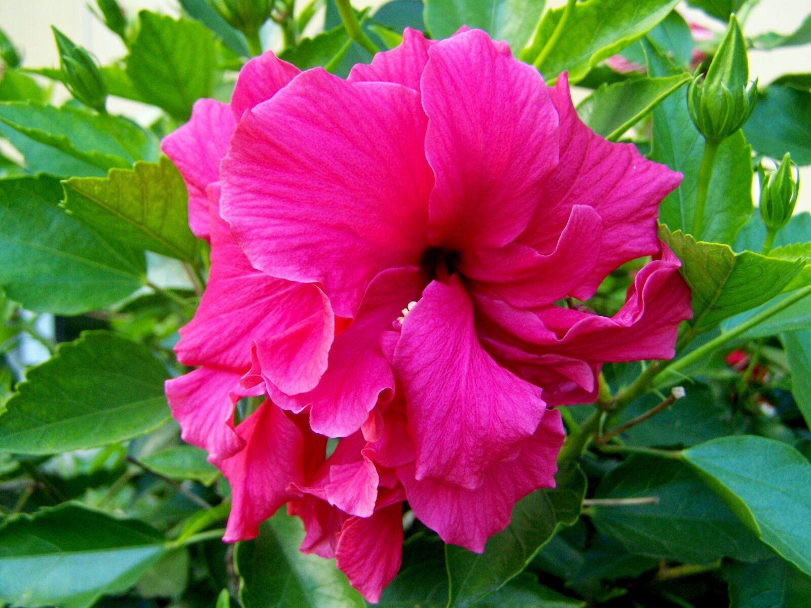 Kodak EASYSHARE ZD710 ZOOM DIGITAL CAMERA sample photo. Hollyhock, hibiscus, pink photography