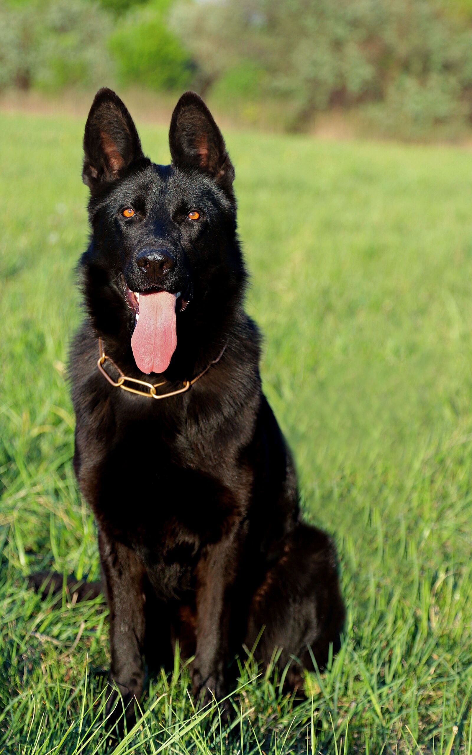 Canon EOS 6D Mark II sample photo. German shepherd, dog, sitting photography