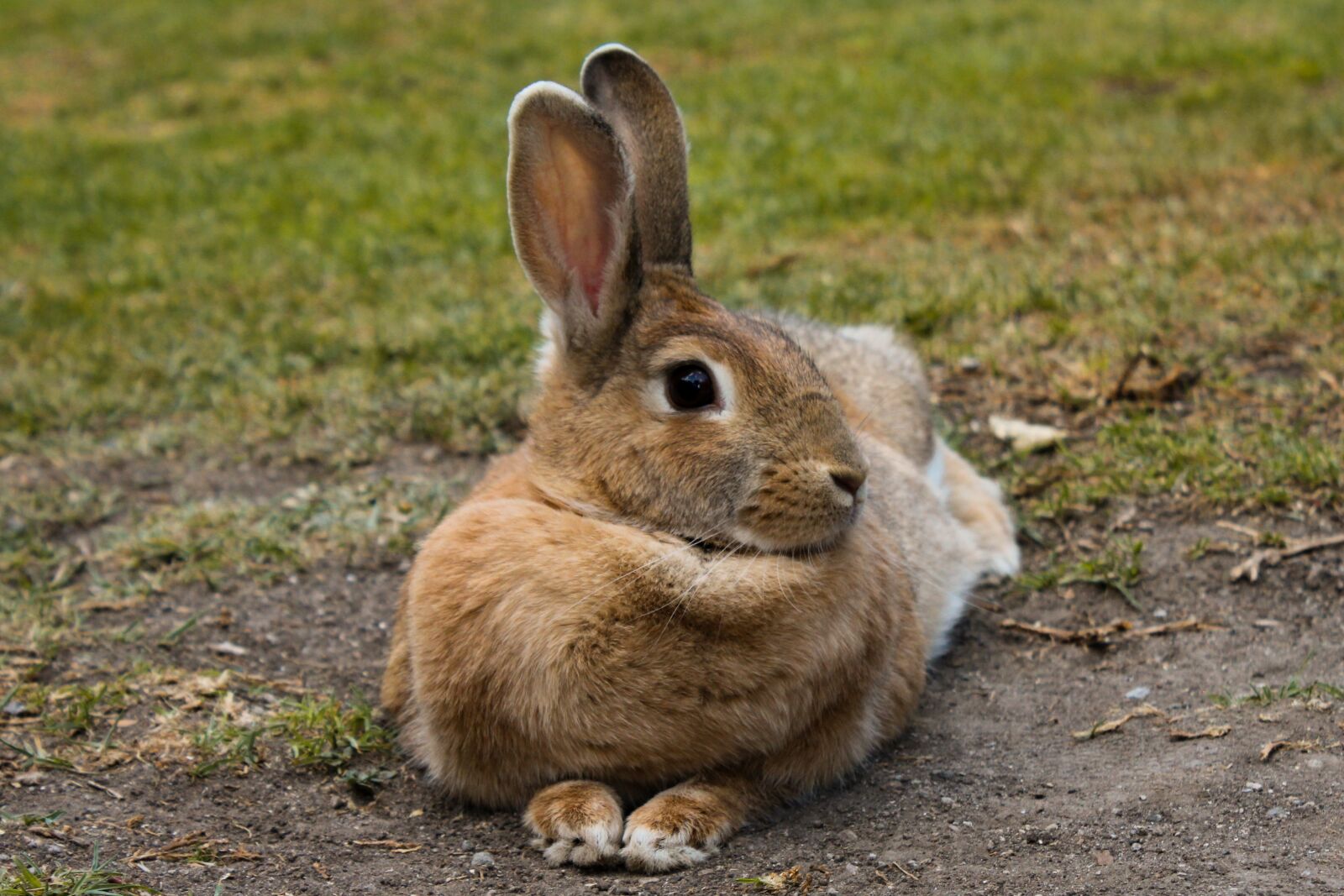 Canon EOS 1200D (EOS Rebel T5 / EOS Kiss X70 / EOS Hi) sample photo. Mammalia, rabbit, nice photography