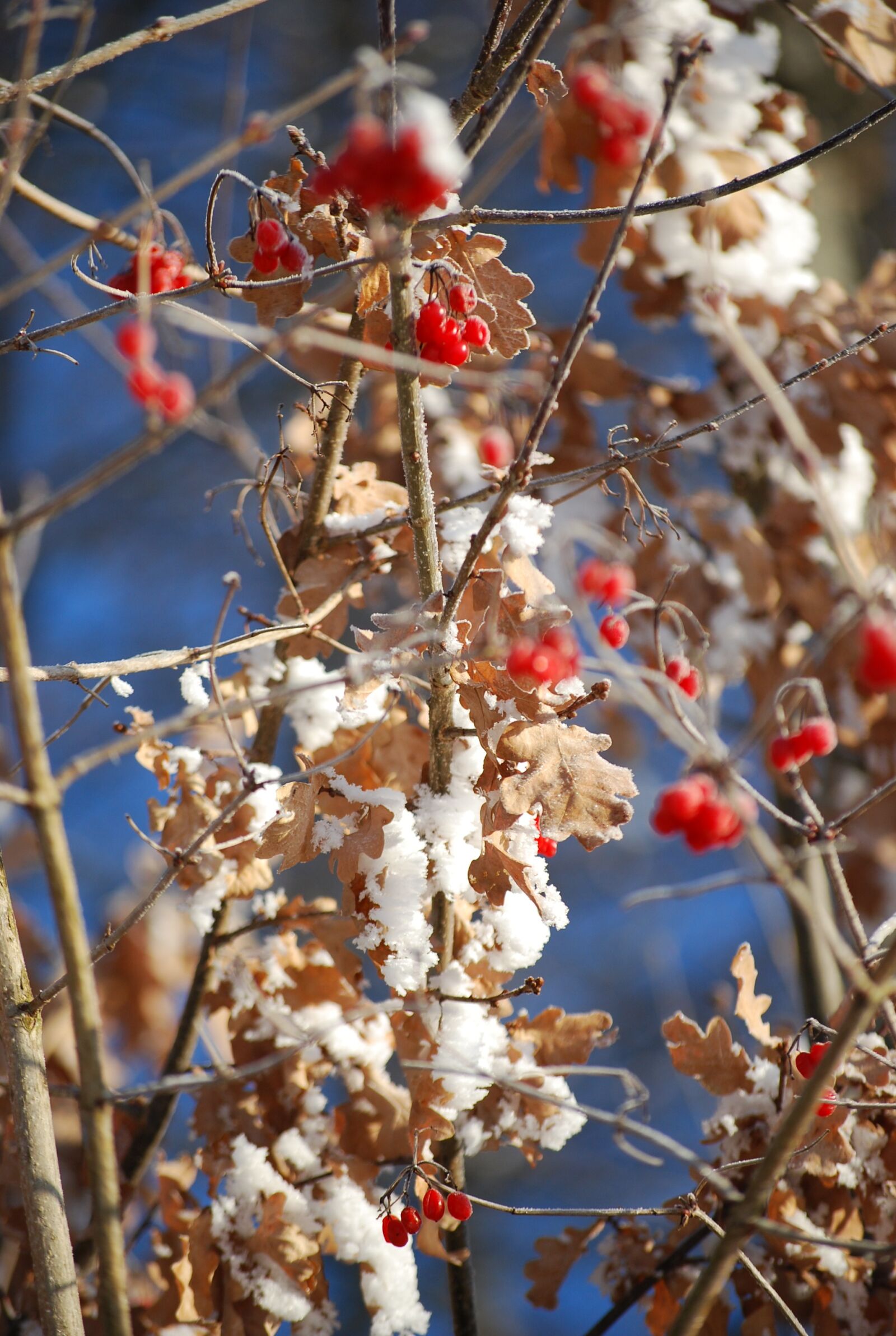 Nikon D40X sample photo. Berries, winter, ripe photography