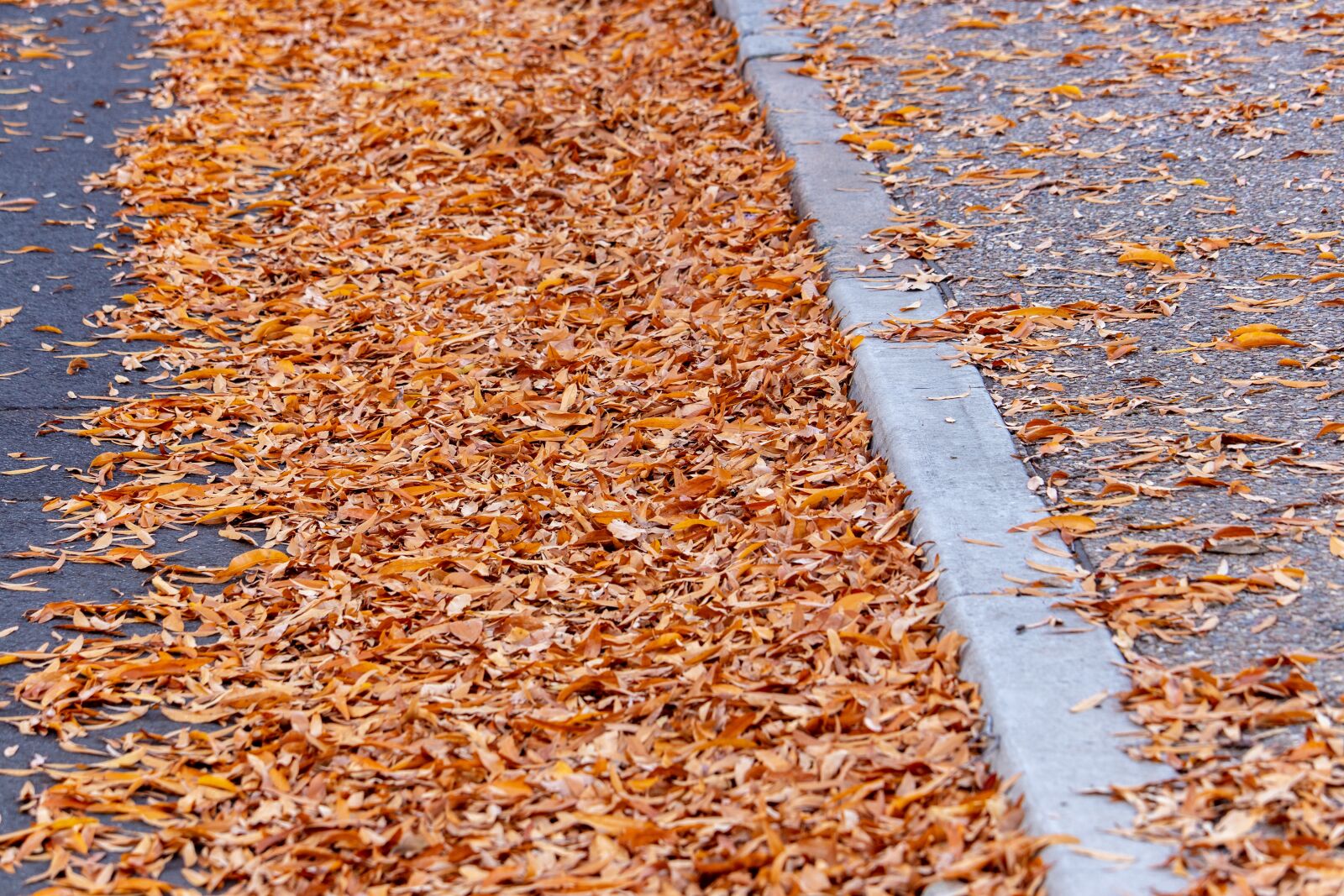 Canon EOS 200D (EOS Rebel SL2 / EOS Kiss X9) sample photo. Autumn, sidewalk, street photography