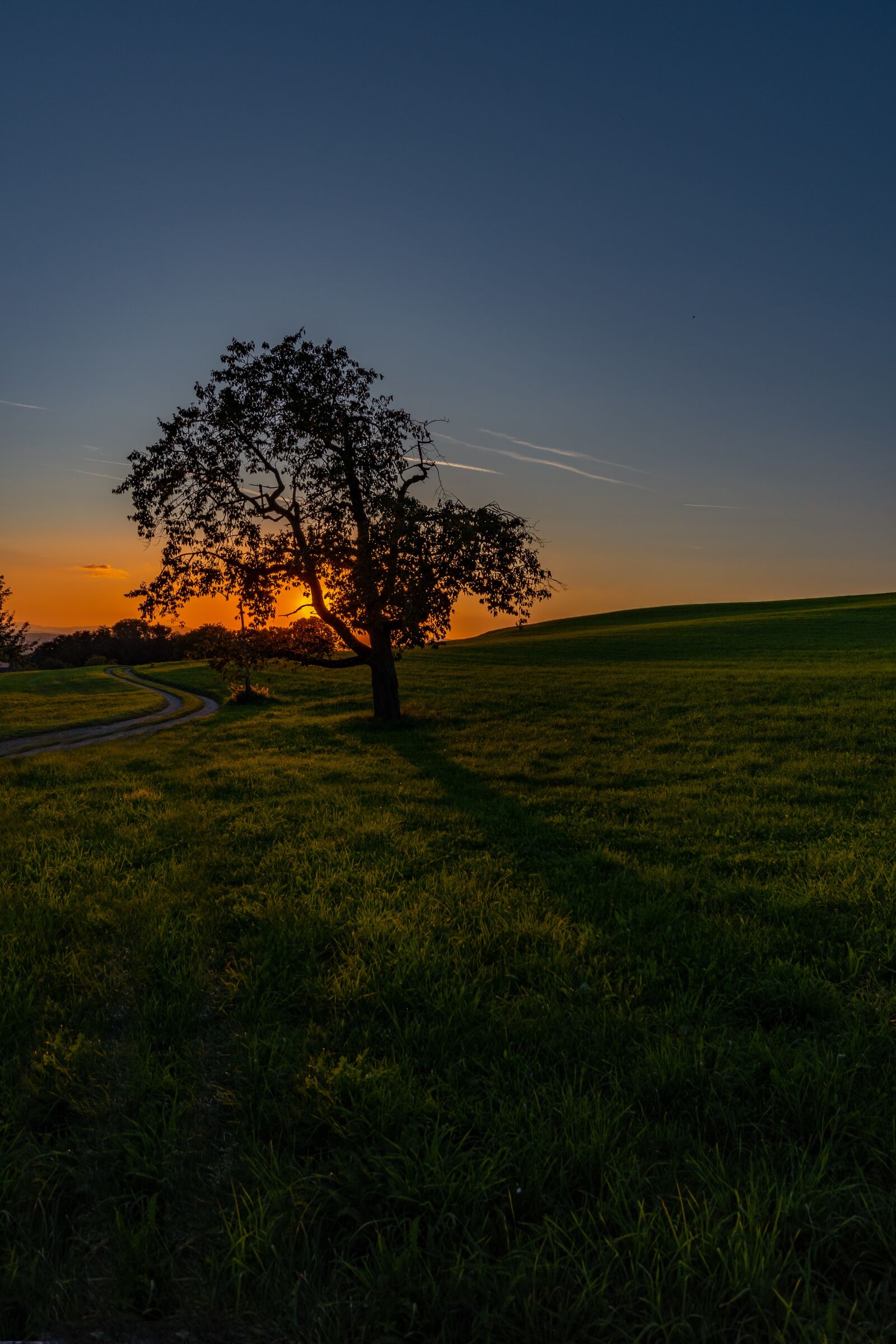 Nikon D500 sample photo. Tree, evening, nature photography