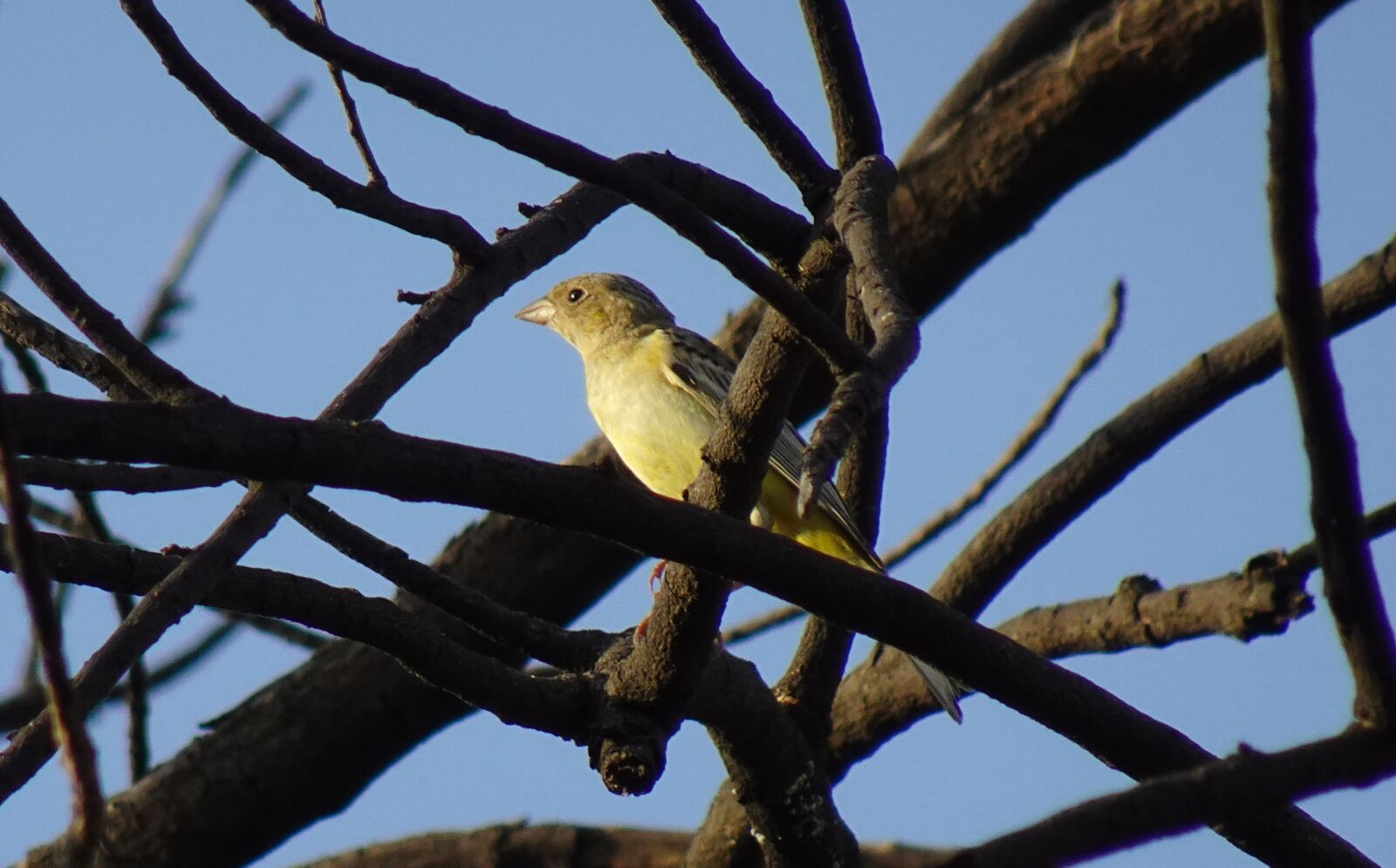 Sony DSC-WX800 sample photo. Red headed bunting, bird photography