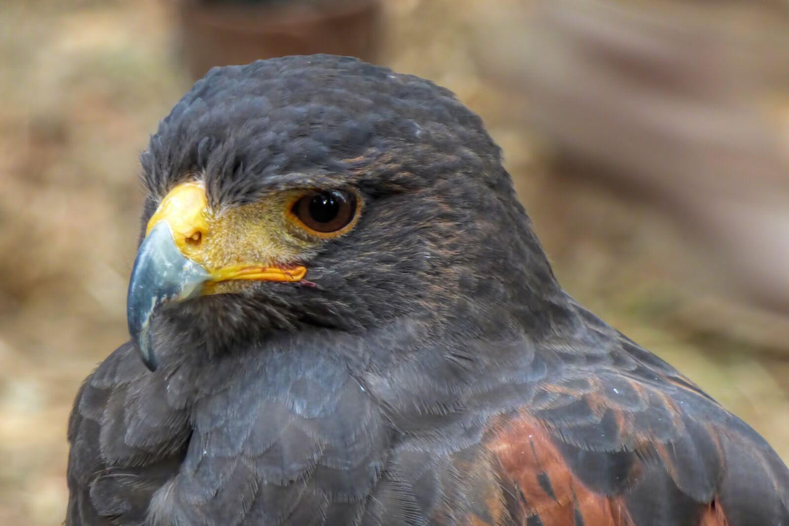 Panasonic DMC-FZ72 sample photo. Falcon, big hawk, bird photography