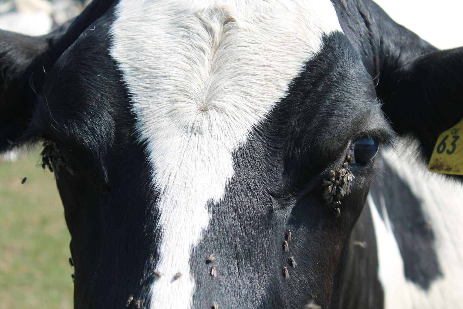 Canon EOS 1100D (EOS Rebel T3 / EOS Kiss X50) sample photo. Cow, fly, pasture photography