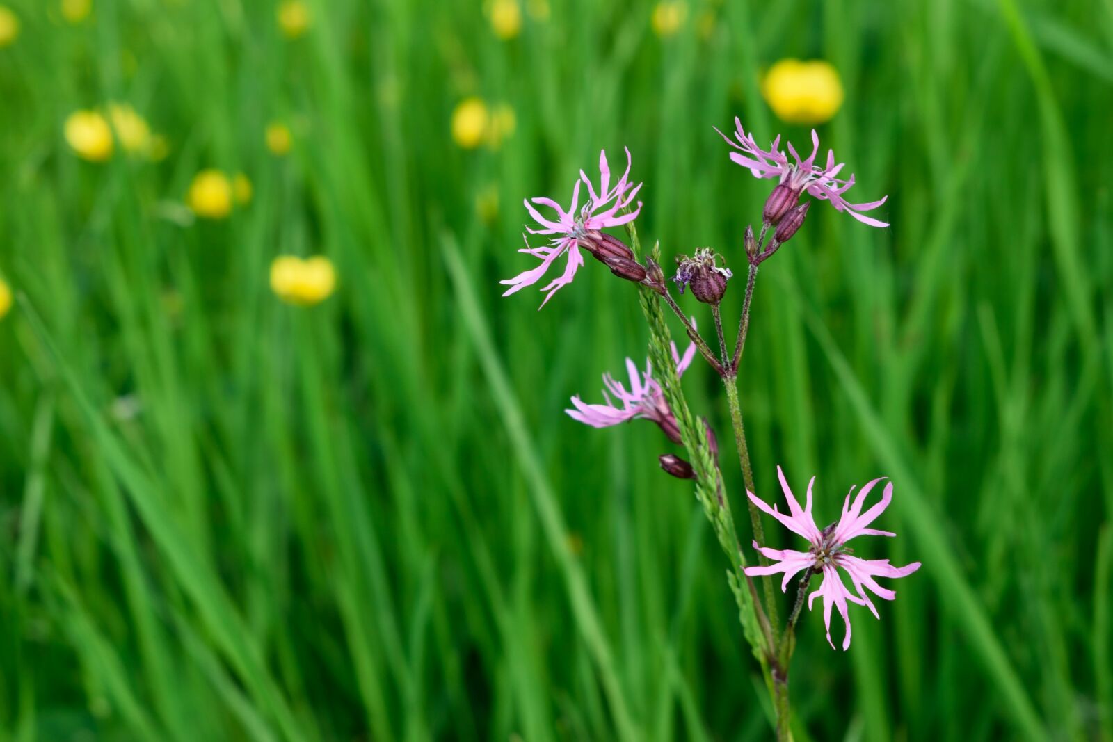 Nikon D3300 sample photo. Nature, lawn, summer photography