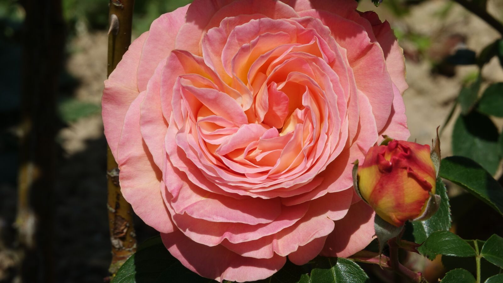Sony Cyber-shot DSC-RX10 III sample photo. Pink, hatched, bud photography