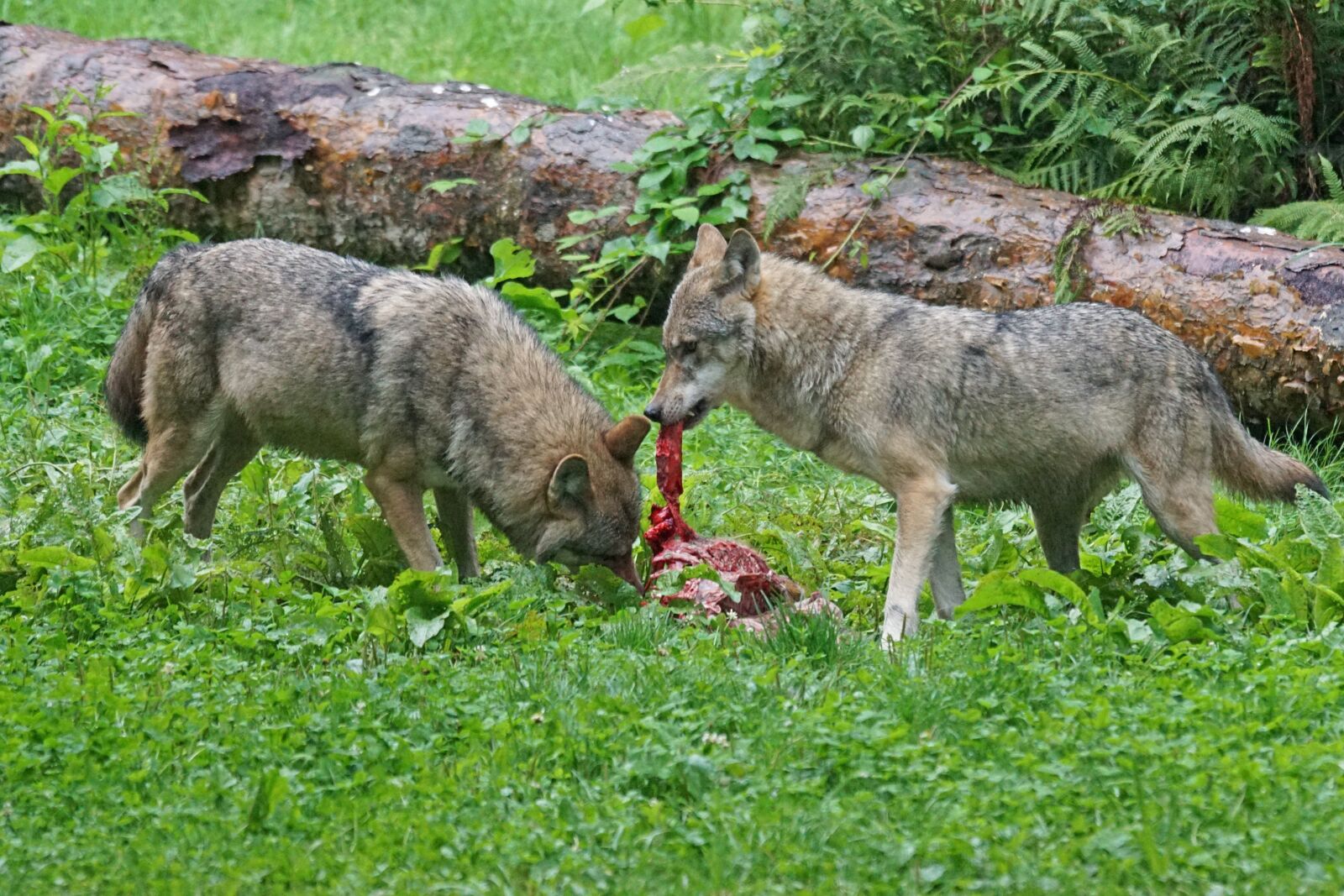 Sony ILCA-77M2 + Sony 70-400mm F4-5.6 G SSM sample photo. Wolf, predator, european wolf photography