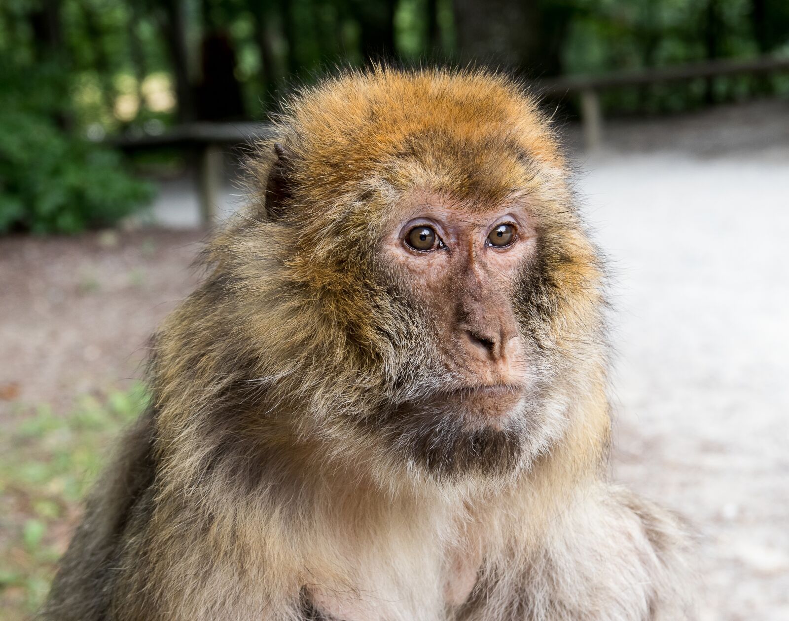 Canon EOS 80D sample photo. Barbary ape, monkey, primate photography