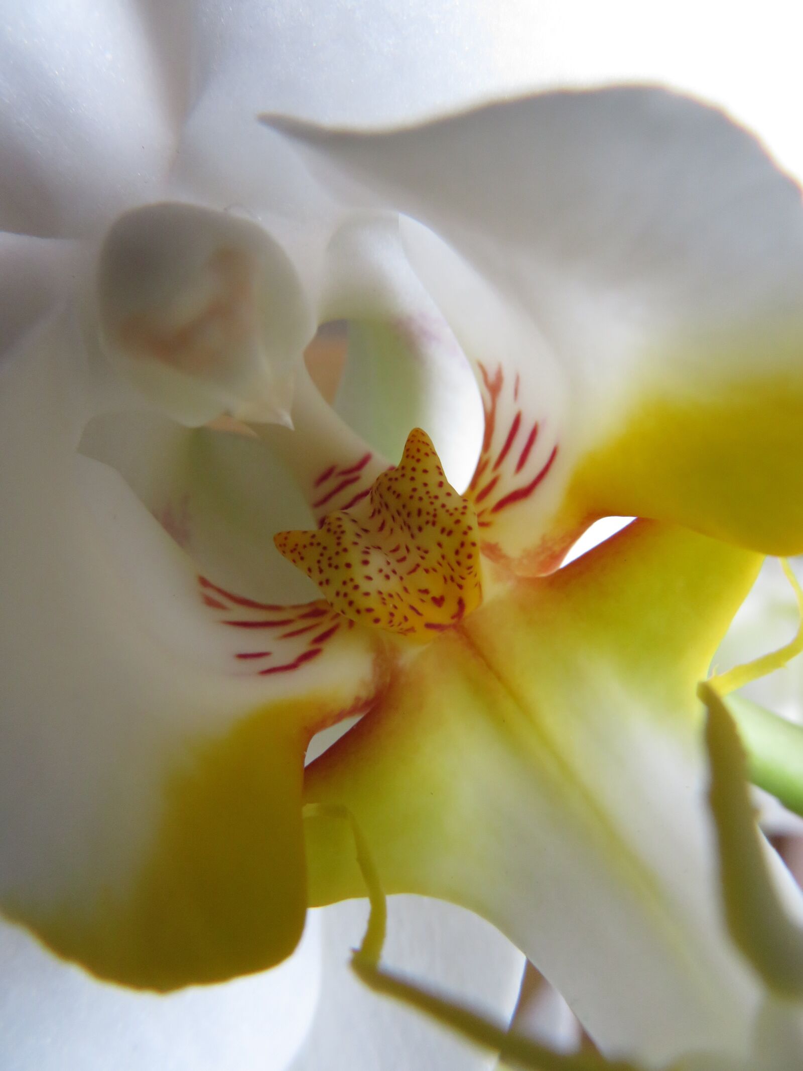 Canon PowerShot SX720 HS sample photo. Orchid, flowers, blossom photography