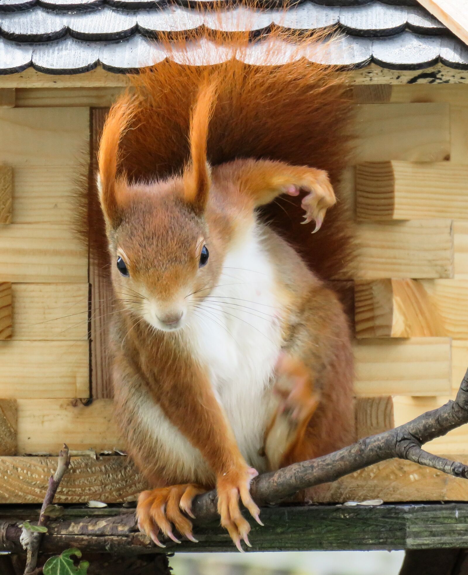 Canon PowerShot SX710 HS sample photo. Animal, squirrel, verifiable kitten photography