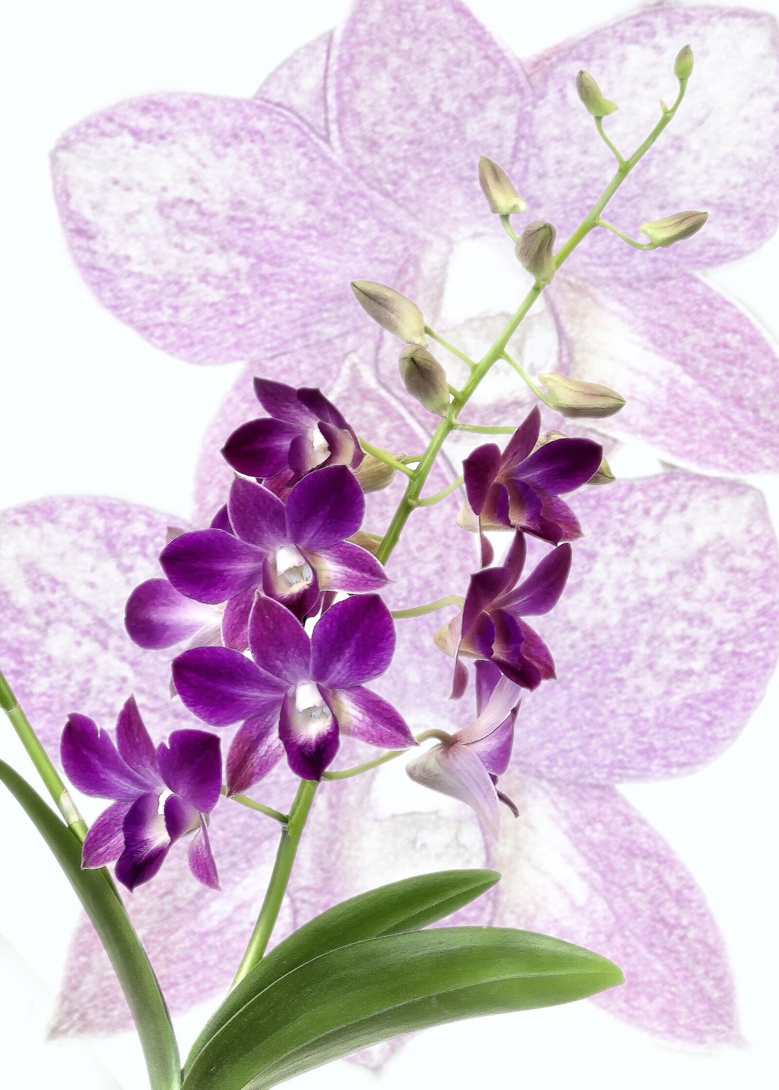 Canon EOS 50D + Canon EF 24-105mm F4L IS USM sample photo. Orchid, dendrobium, purple photography