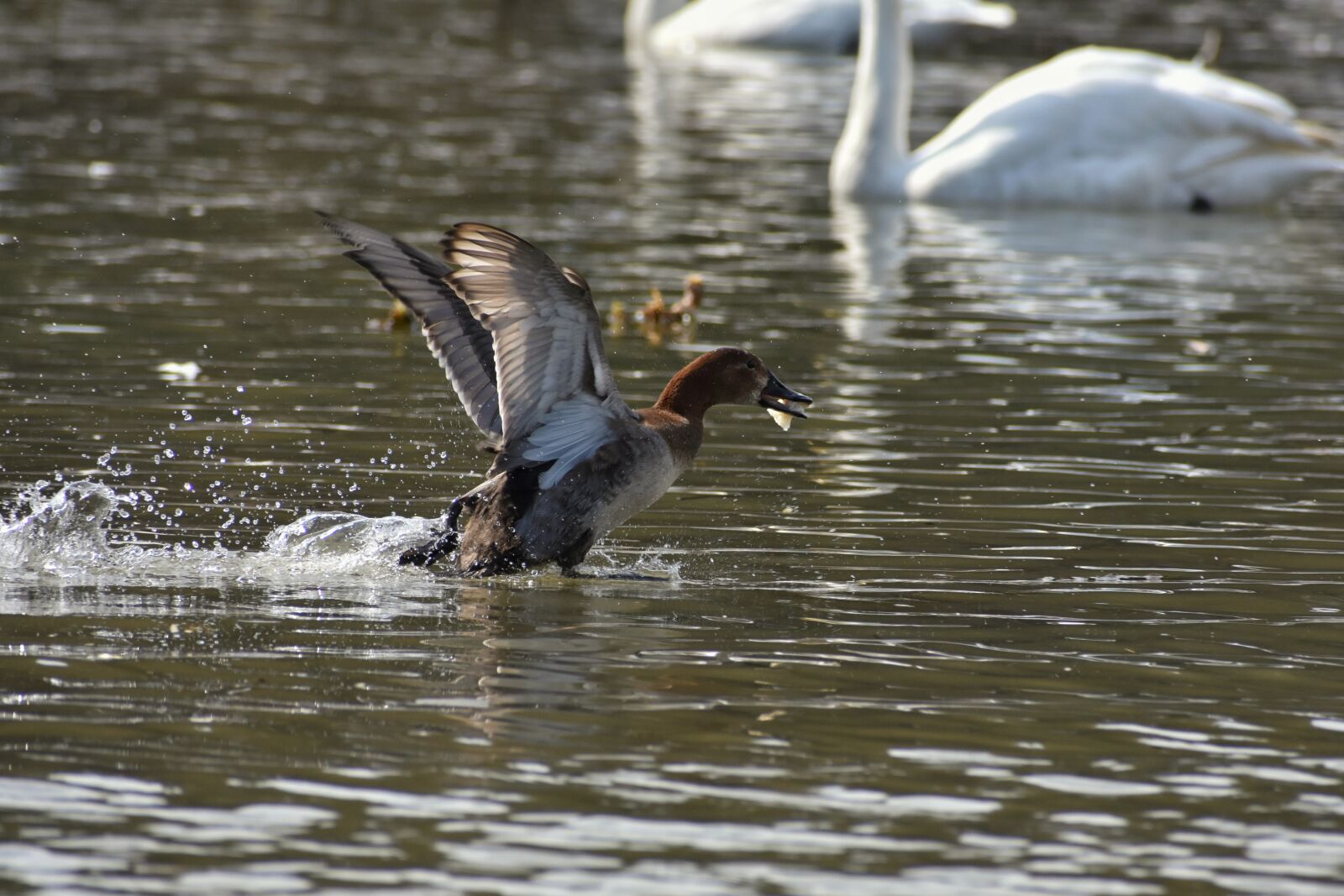 Nikon D7200 sample photo. Animal, lake, waterside photography