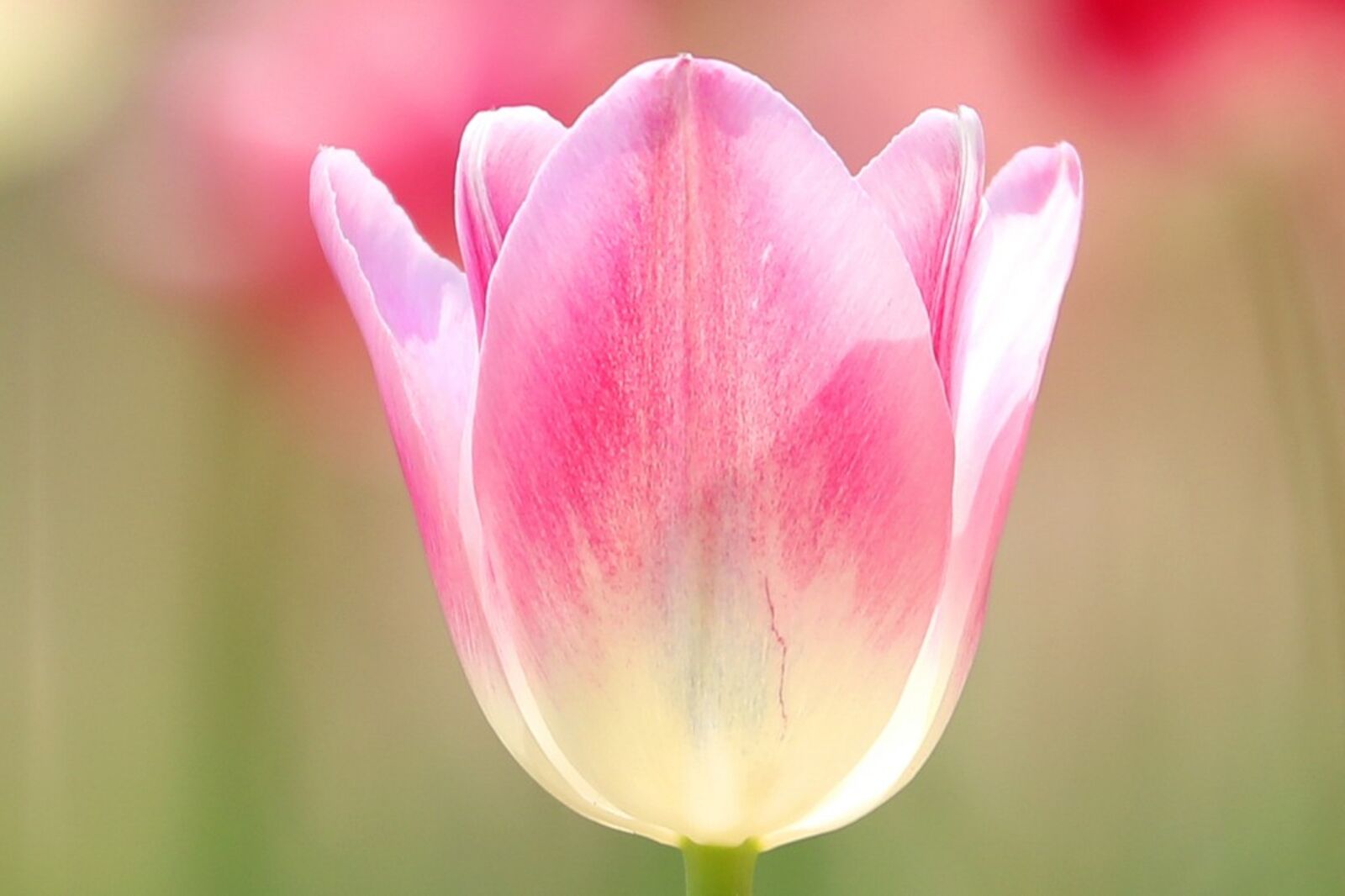 Canon EOS 5D Mark IV sample photo. Tulip, pink, flowers photography