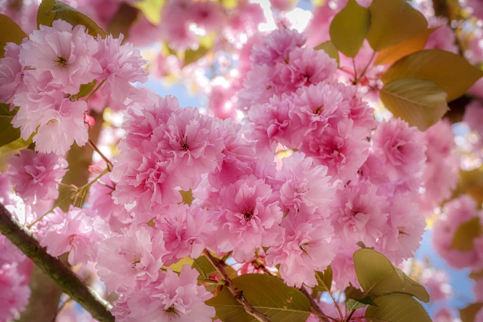 Panasonic Lumix DMC-GX8 sample photo. Almond tree, blossom, bloom photography