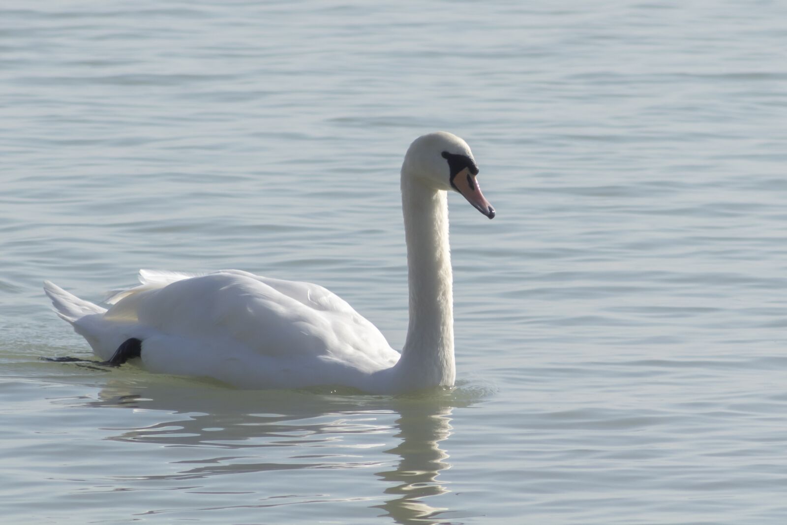 Canon EF75-300mm f/4-5.6 sample photo. Mute swan, bird, swim photography