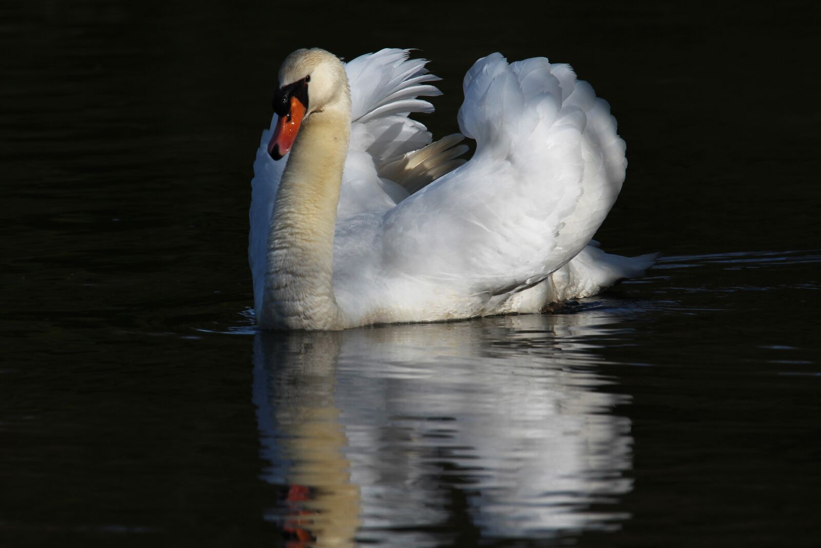 Canon EOS 600D (Rebel EOS T3i / EOS Kiss X5) + Tamron SP 150-600mm F5-6.3 Di VC USD sample photo. Swan, white, pond photography