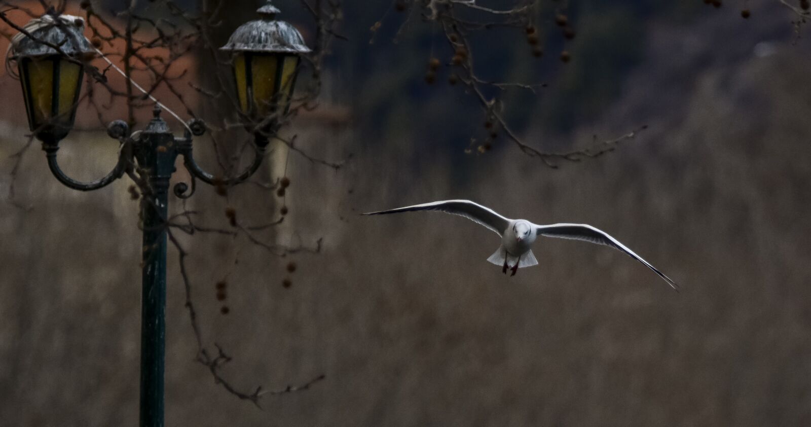 Nikon D7200 sample photo. Gull, nature, bird photography