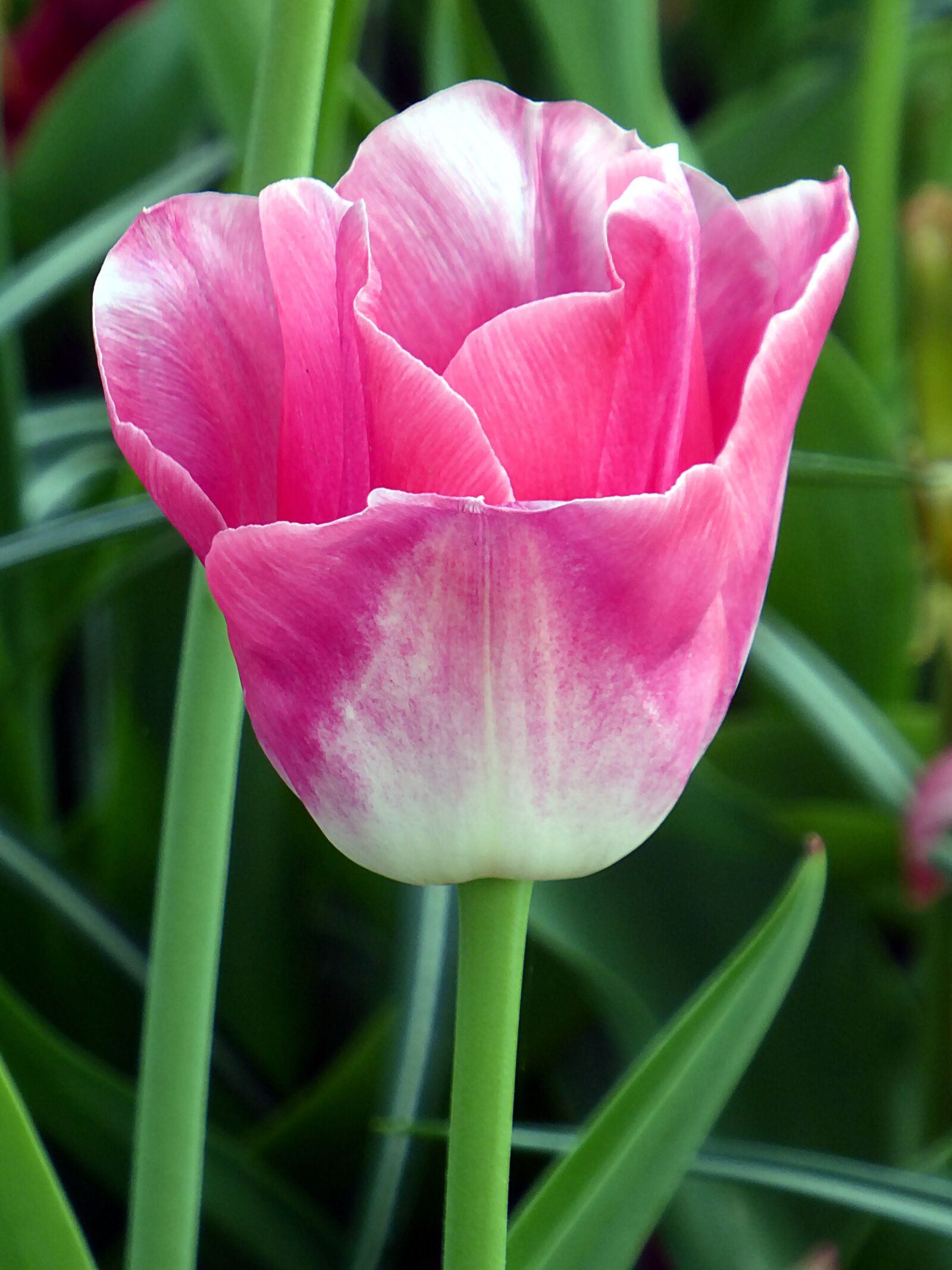 Panasonic Lumix DMC-ZS50 (Lumix DMC-TZ70) sample photo. Tulip, lily, pink photography