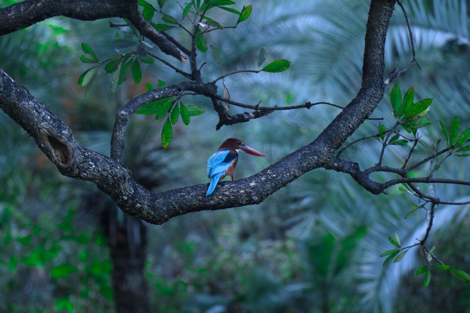 Canon EF-S 18-135mm F3.5-5.6 IS USM sample photo. Bird, wildlife, kingfisher photography
