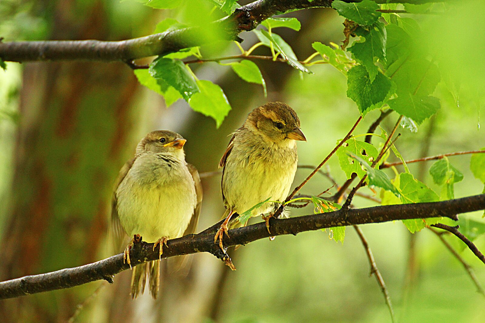 Canon EOS 60D sample photo. Sparrow, sparrows, nature photography