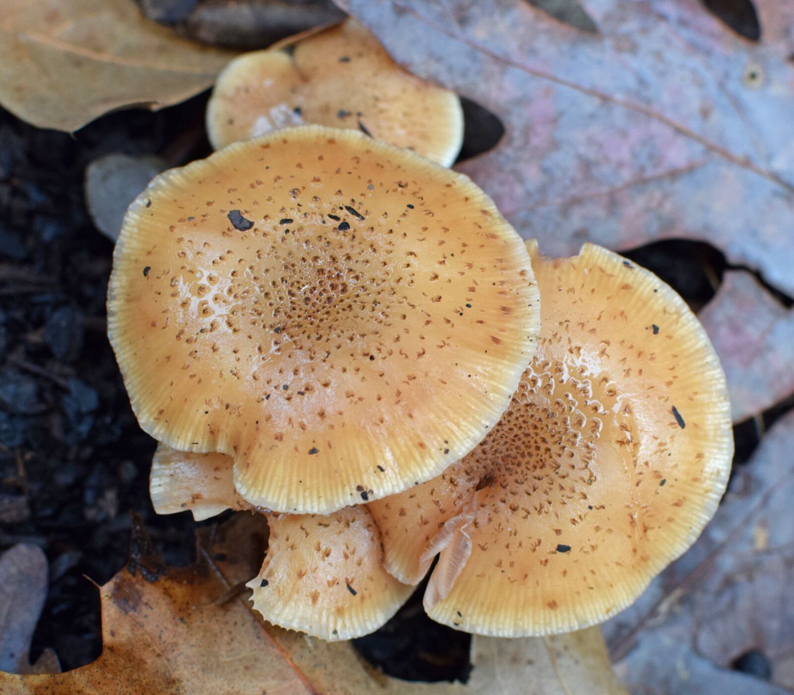 Nikon D3300 sample photo. Rain-wet fall mushrooms, mushroom photography