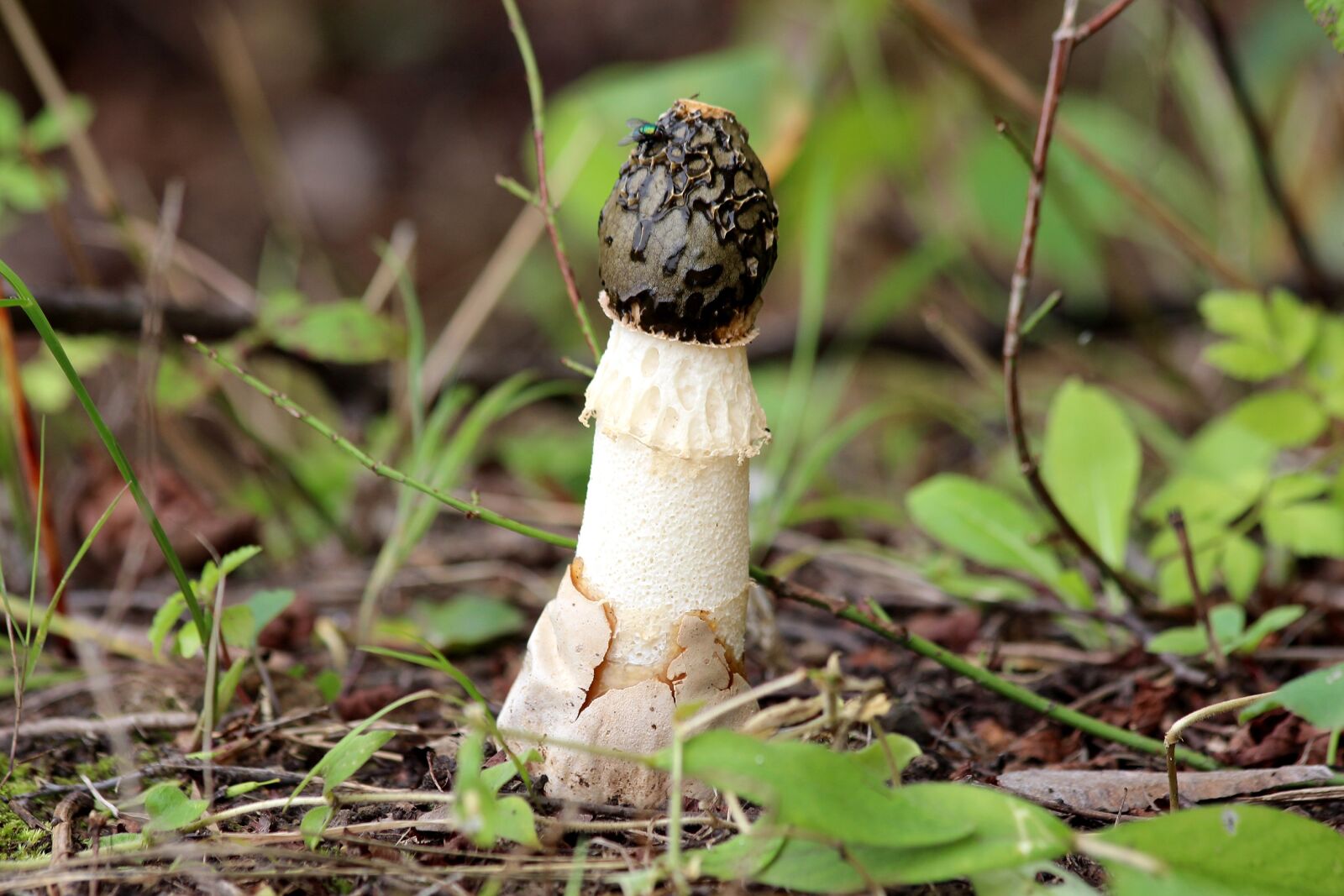Canon EOS 650D (EOS Rebel T4i / EOS Kiss X6i) sample photo. Mushroom, summer, nature photography