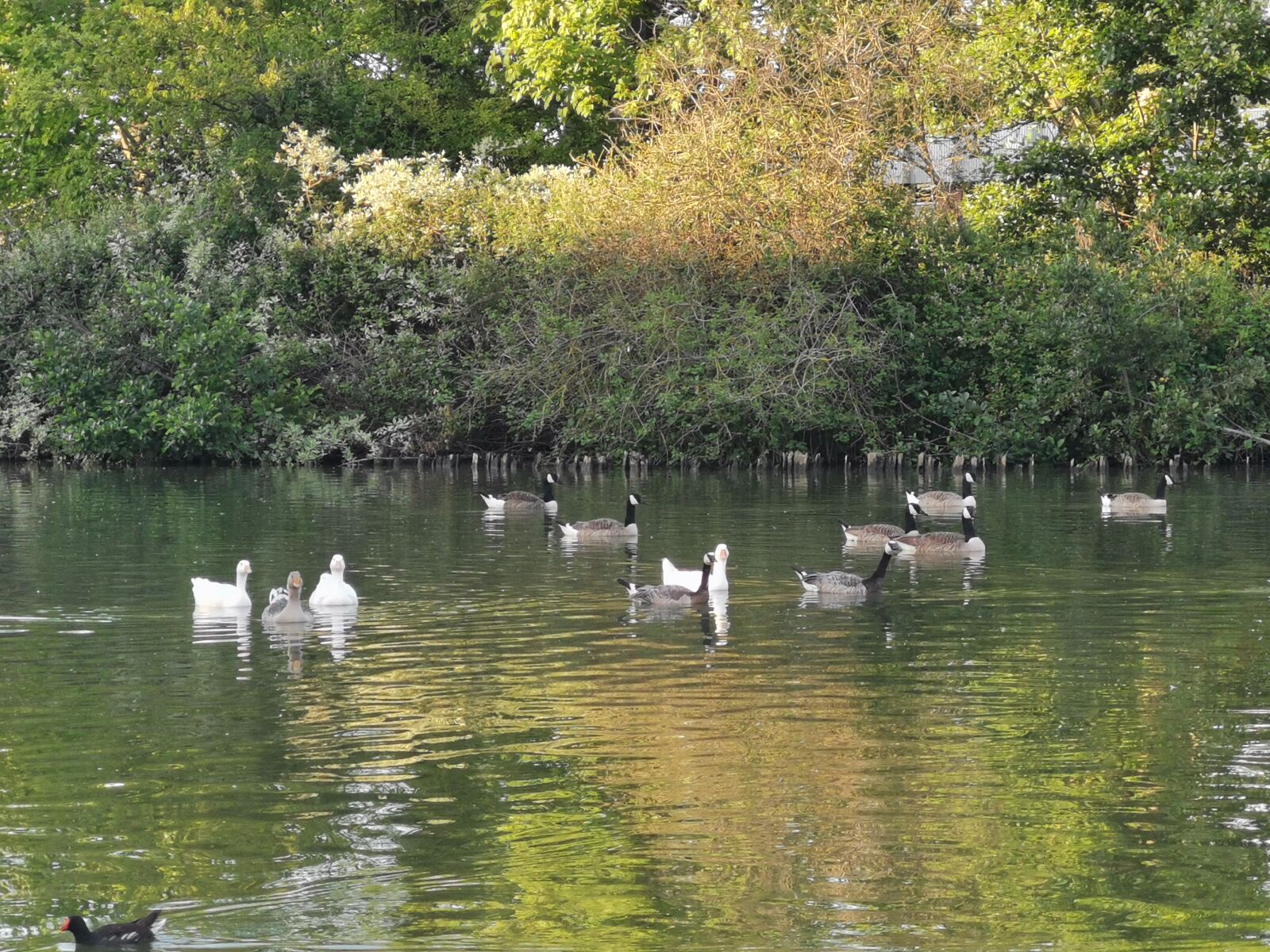 HUAWEI P30 sample photo. Duck, goose, pond photography