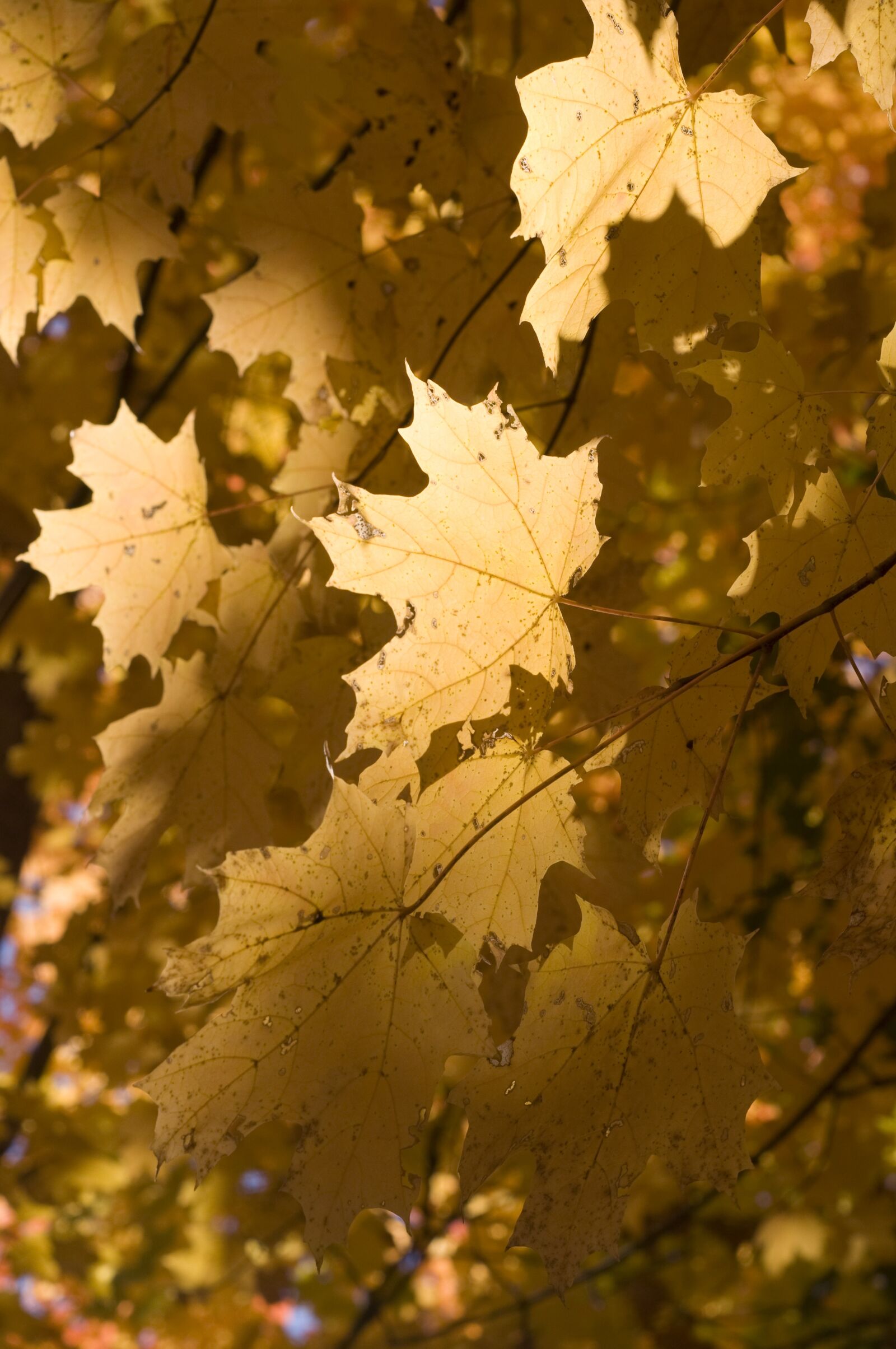 Nikon D90 sample photo. Leaves, golden, nature photography