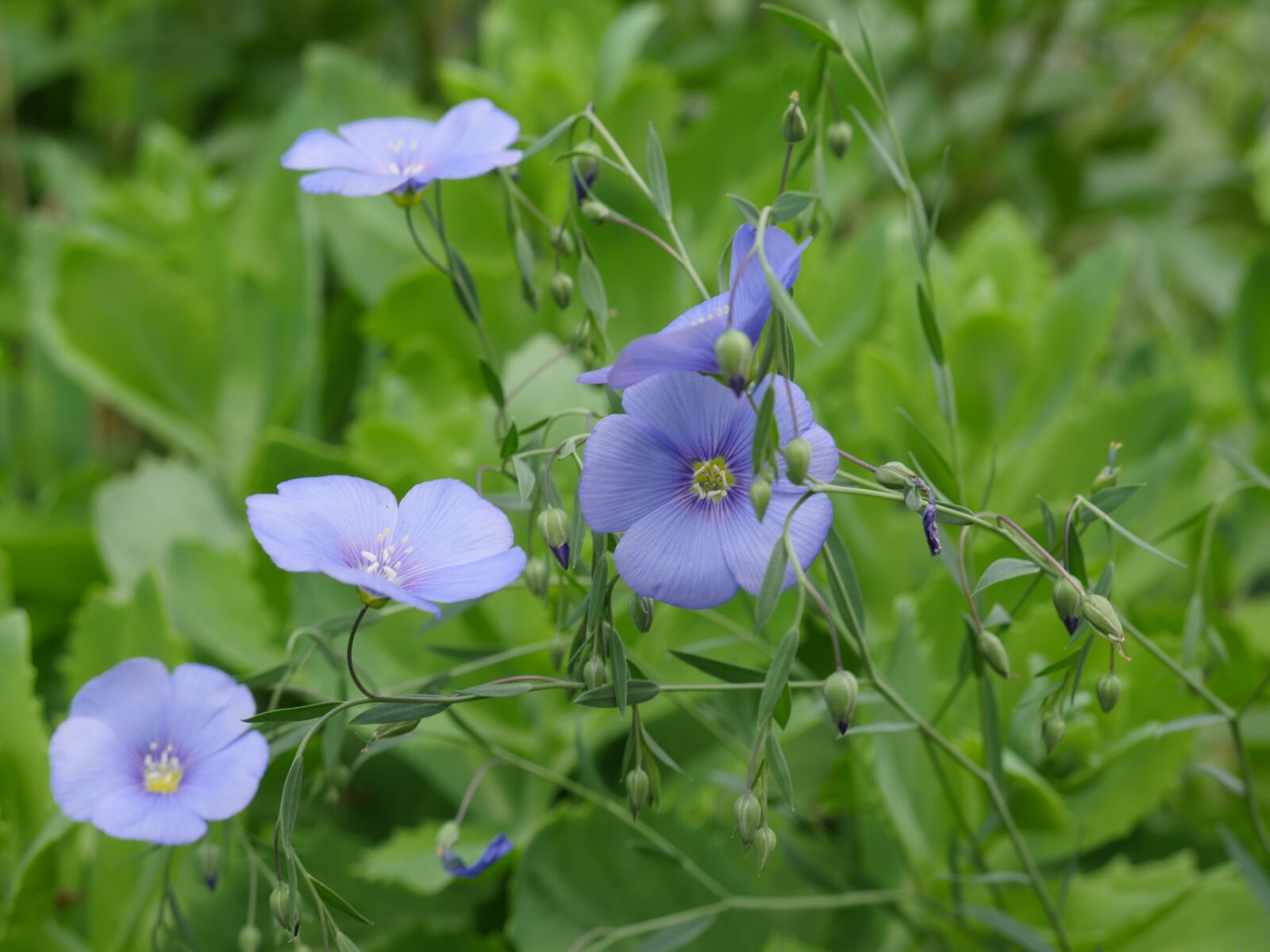 Panasonic Lumix DMC-GX8 sample photo. Len, flowering flax, blue photography