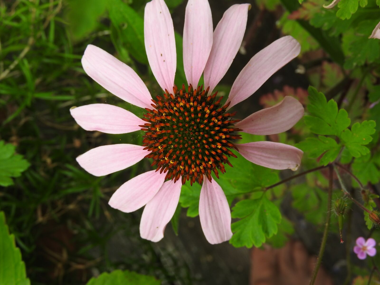 Nikon Coolpix P610 sample photo. Blossom, bloom, pink photography