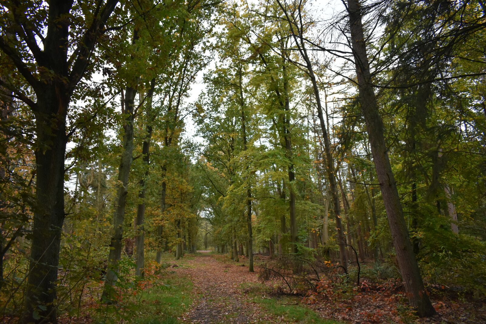 Nikon D3500 sample photo. Autumn, path, forest photography