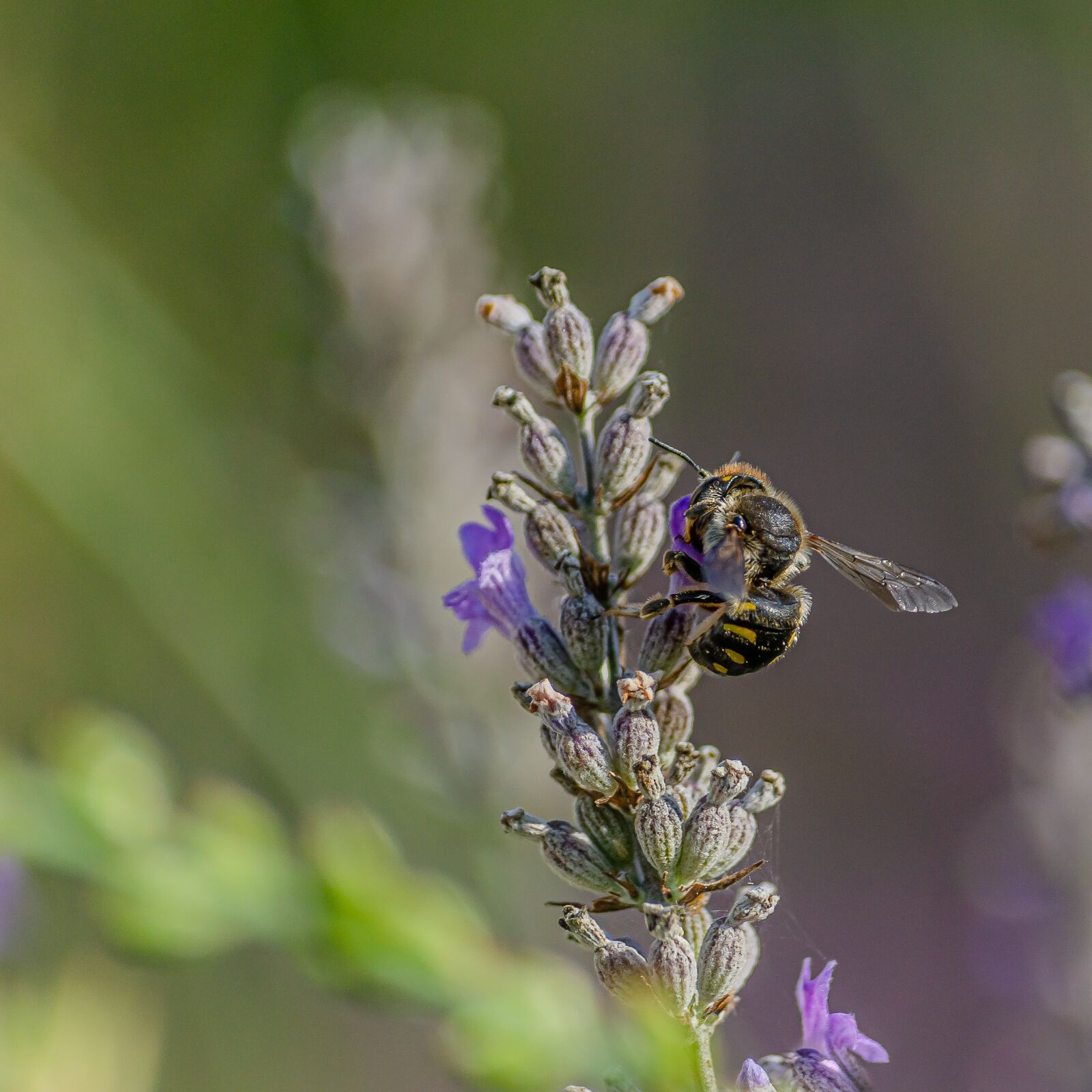 Nikon D7000 sample photo. Bee, tigist, lavender photography