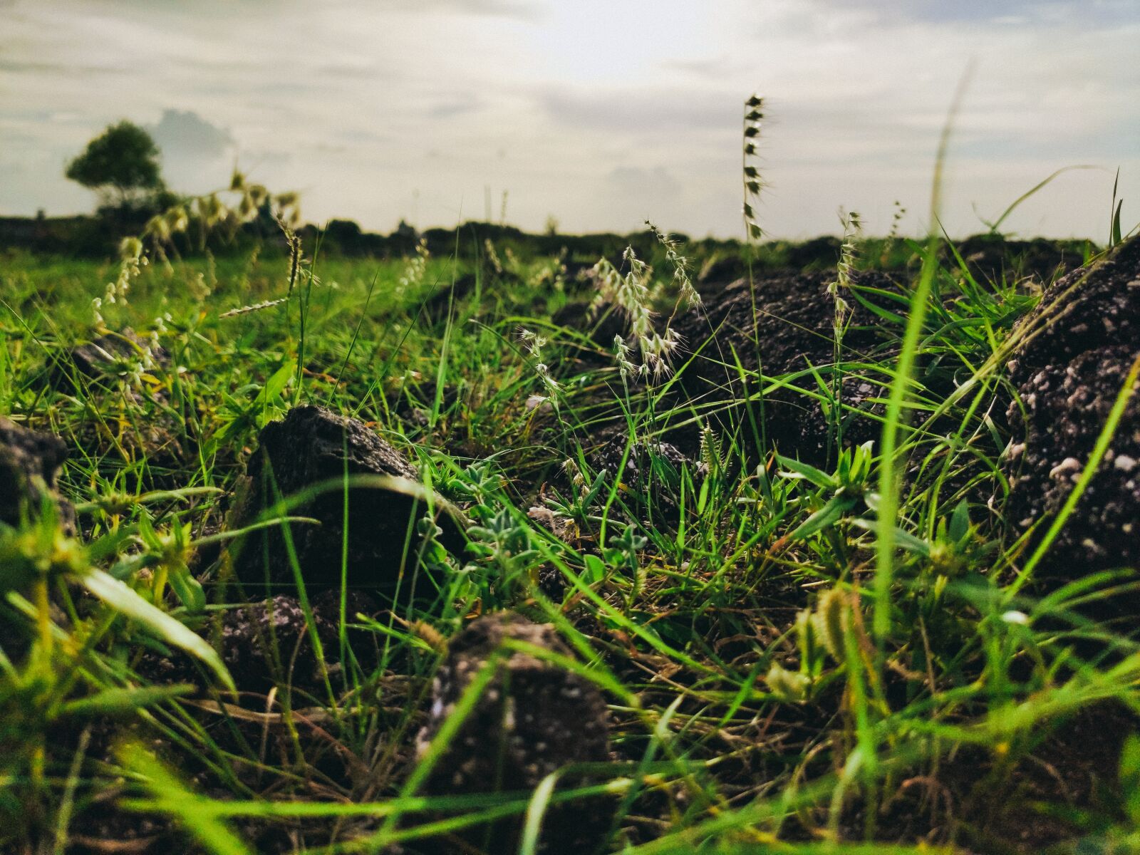 Xiaomi Redmi K20 sample photo. Grass, green, nature photography