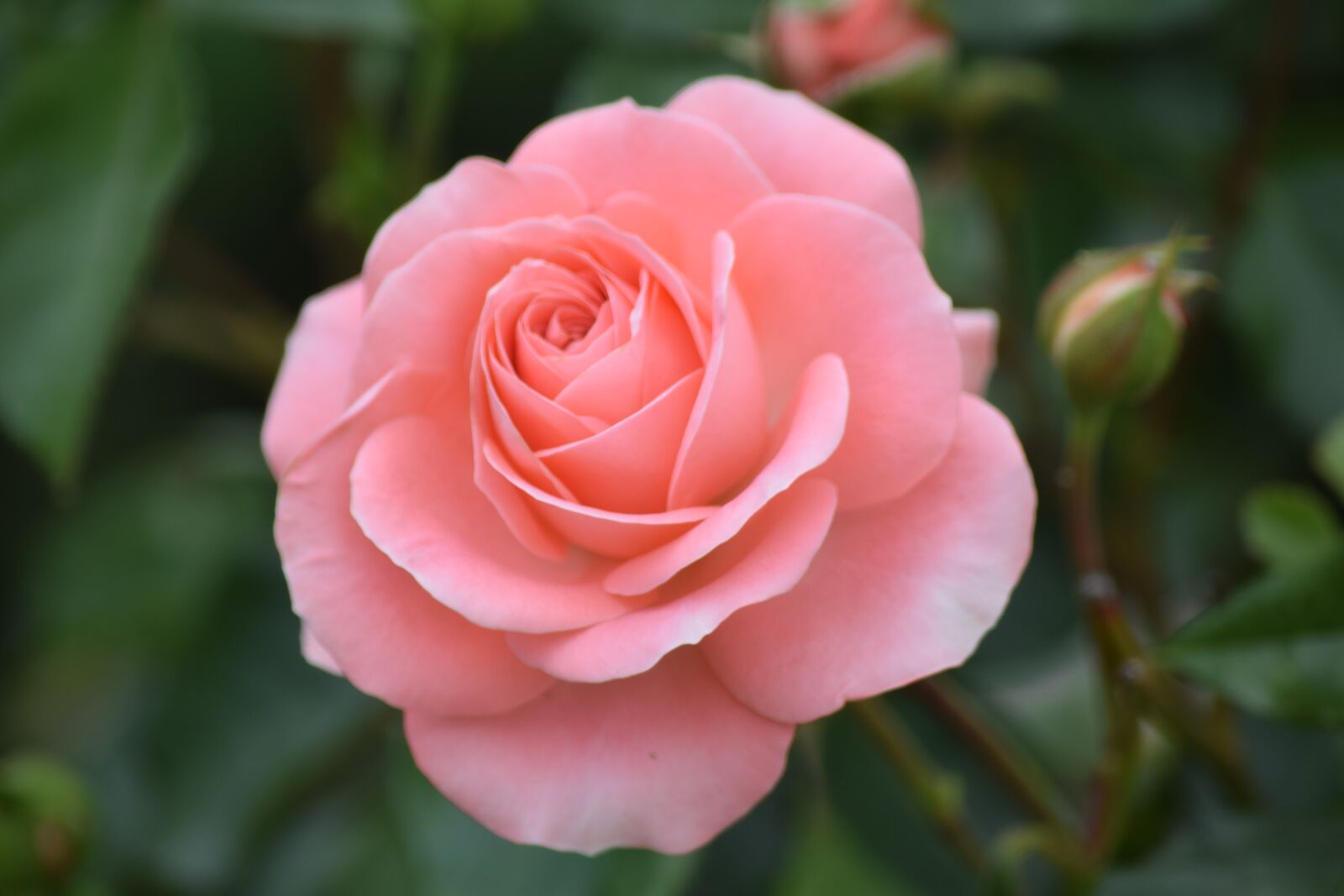 Nikon D5300 sample photo. Flower, rosa, plant photography