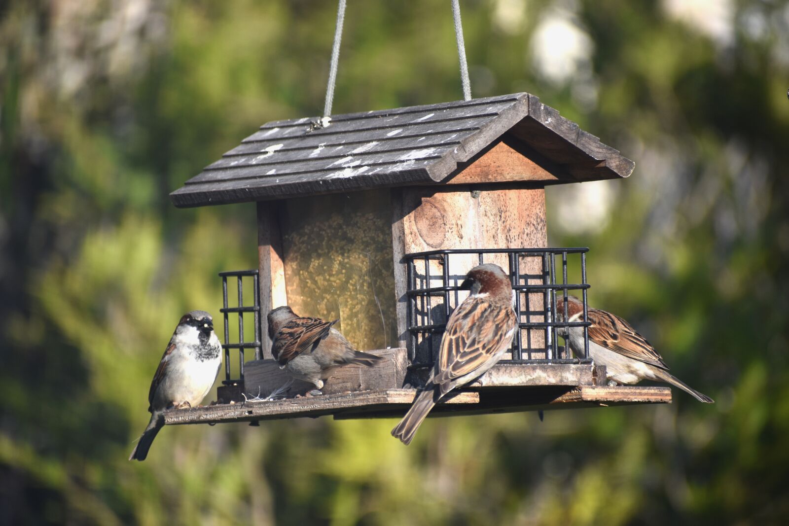 Nikon D5600 sample photo. Manger, birds, sparrows photography