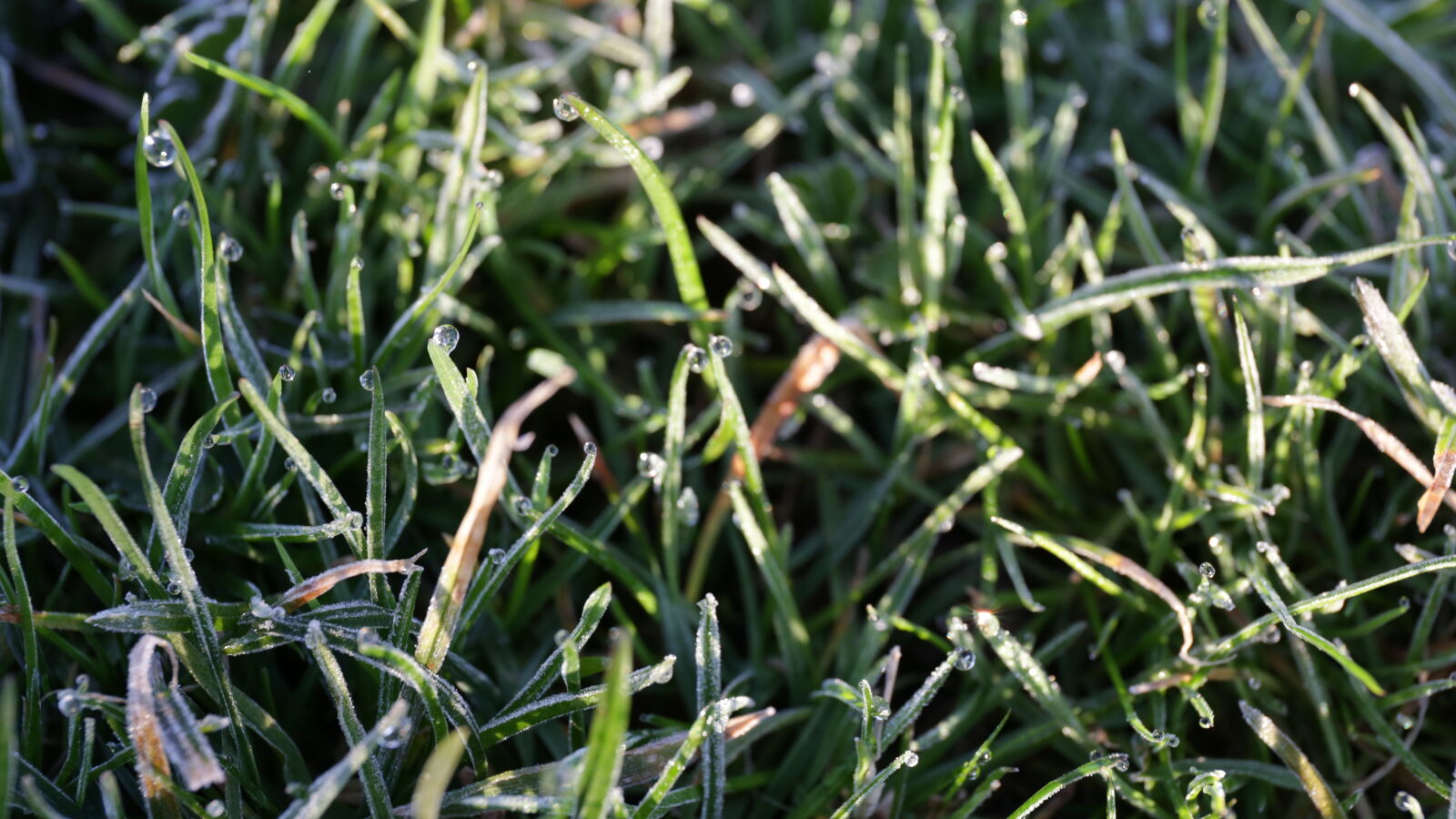 Canon EF 24-70mm F4L IS USM sample photo. Wet, grass photography