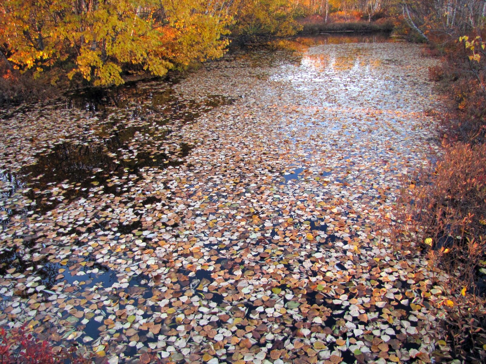 Canon PowerShot SX1 IS sample photo. Autumn, fallen leaves, lake photography