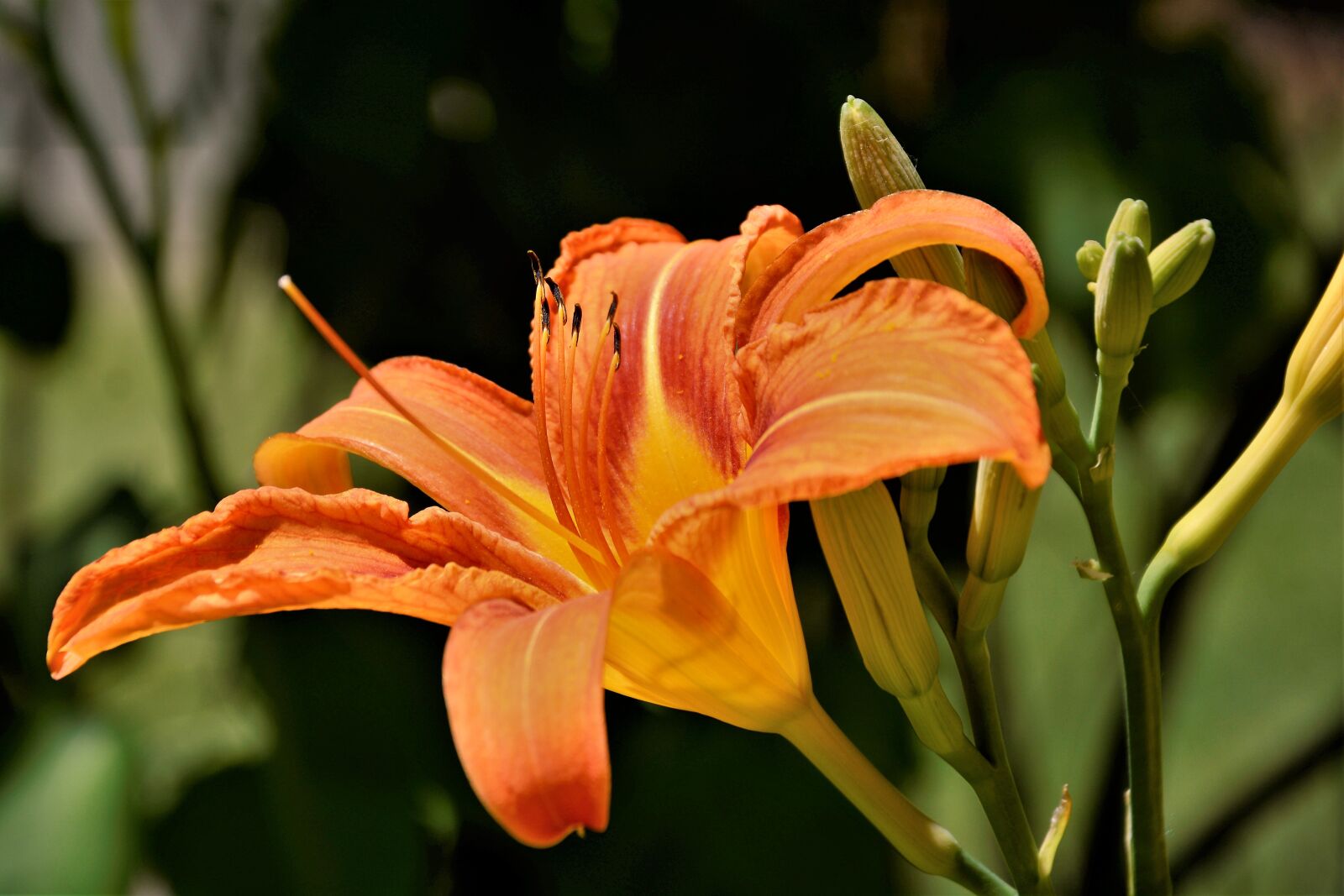 Nikon D7100 sample photo. Flower, lily, colorful photography