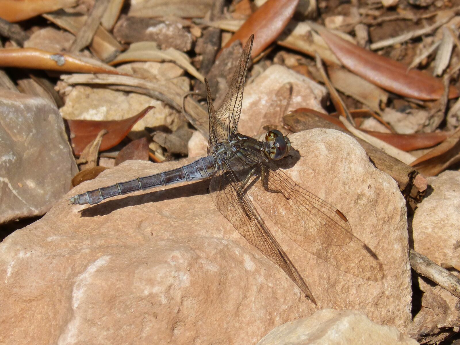 Panasonic DMC-FZ62 sample photo. Dragonfly, orthetrum brunneum, blue photography