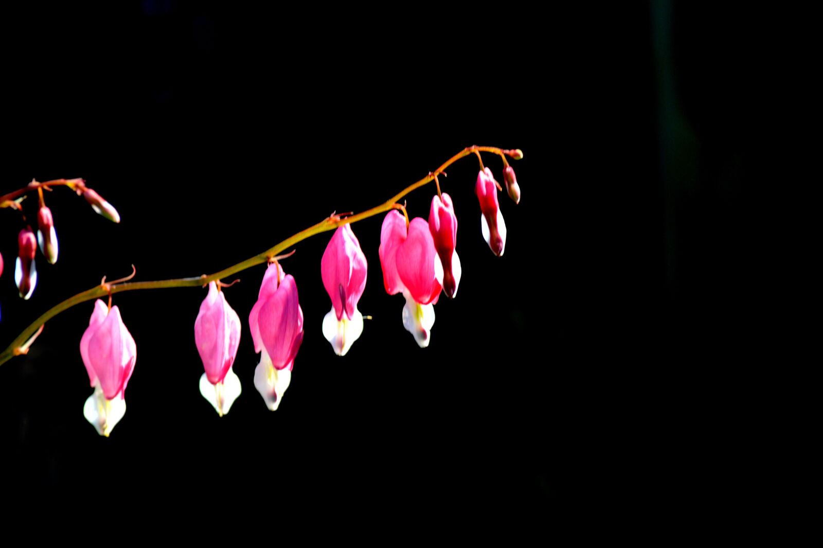 Nikon D700 sample photo. Flowers, bleeding heart, petals photography