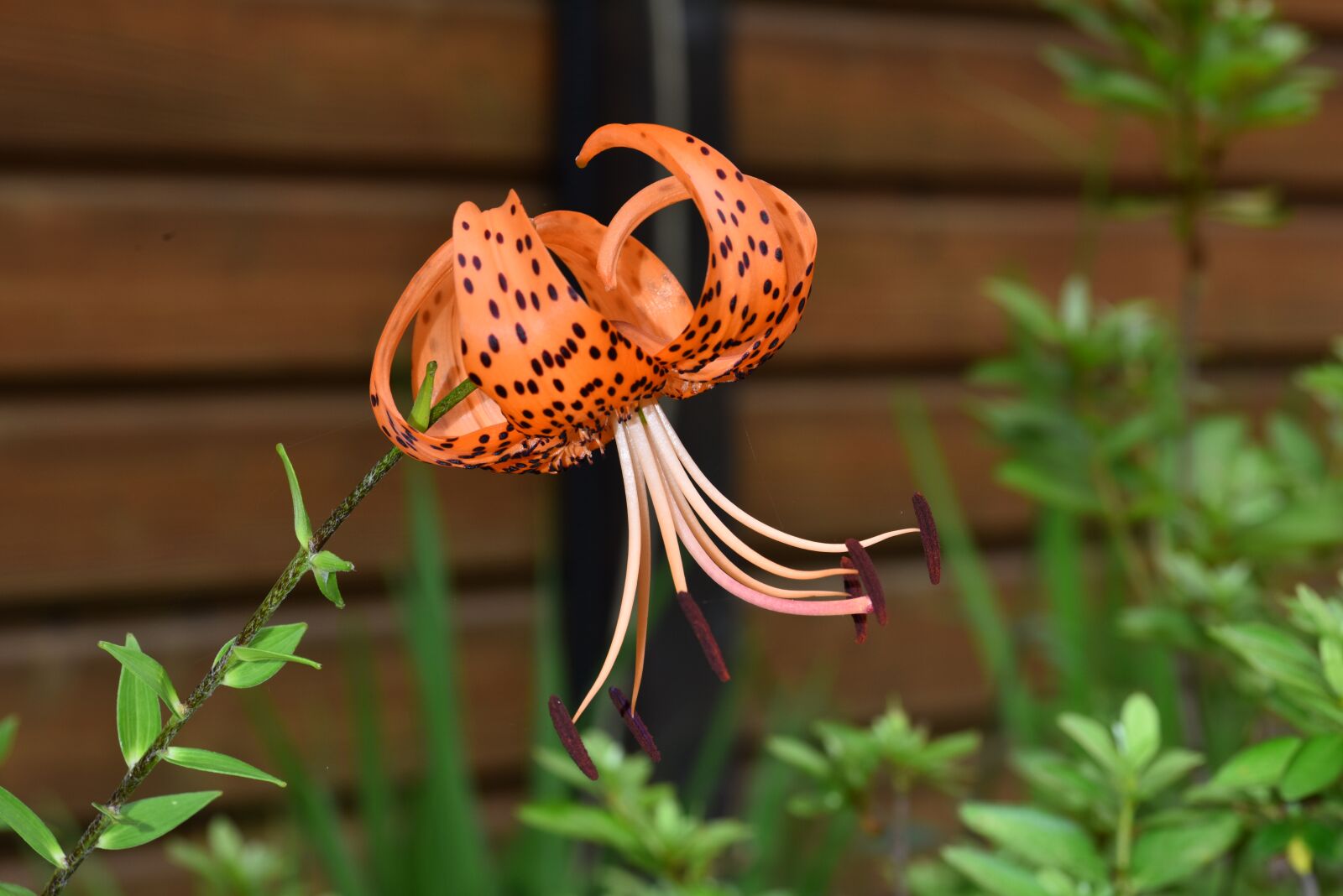 Nikon D810 sample photo. Lilium lancifolium, lily, night photography