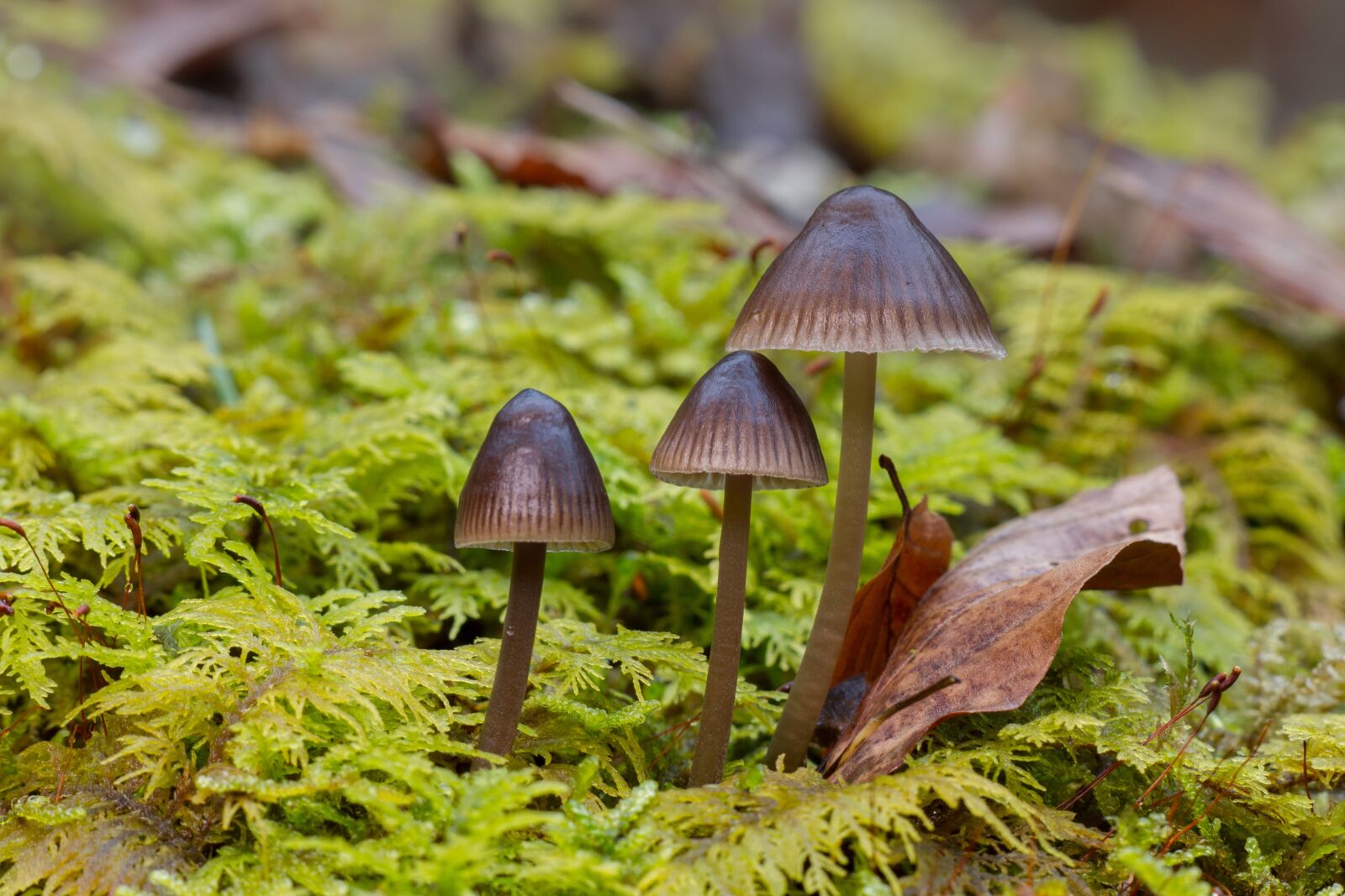 Canon EOS 7D sample photo. Mushroom, moss, small mushroom photography