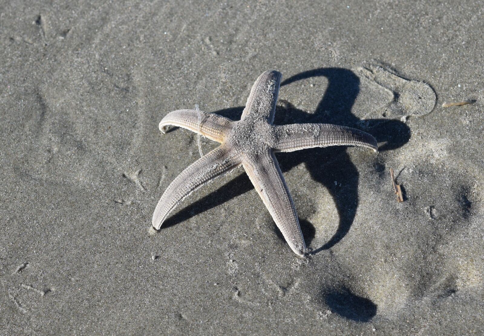 Nikon D3300 sample photo. Starfish, beach, sand photography