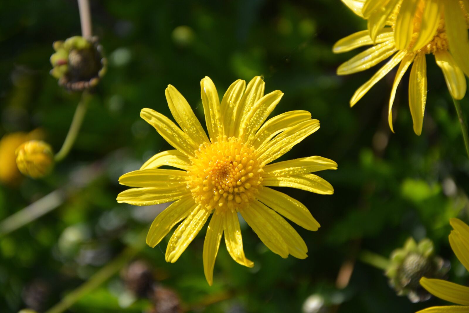 Nikon D5200 sample photo. Yellow flowers, petals, droplets photography