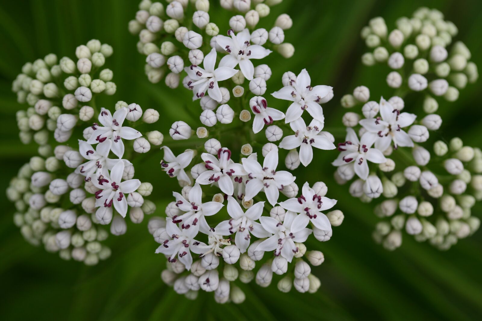 Canon EF-S 60mm F2.8 Macro USM sample photo. Flower, white, bundle photography