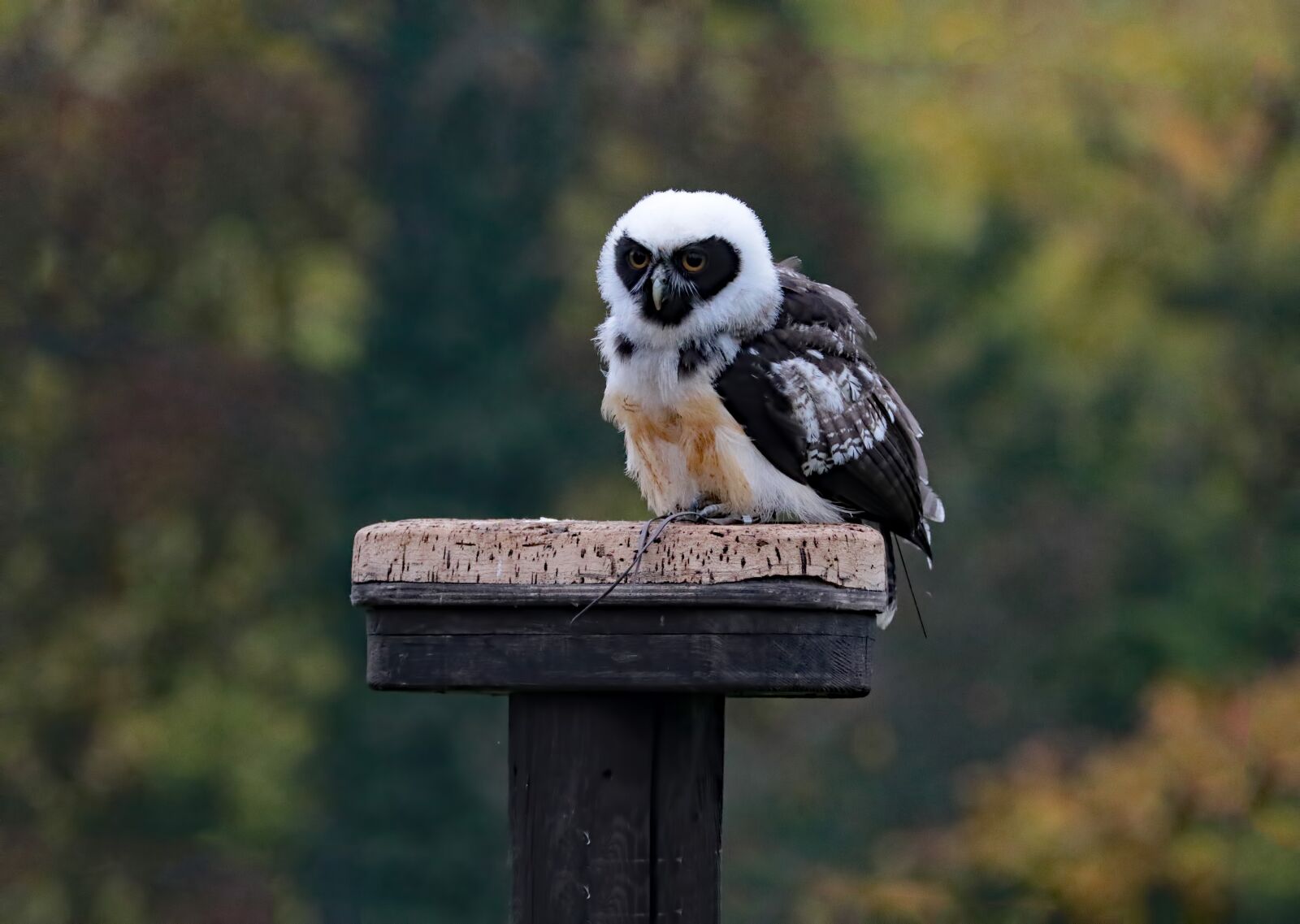 Canon EF 70-300mm F4-5.6L IS USM sample photo. Spectacled owl, owl, bird photography