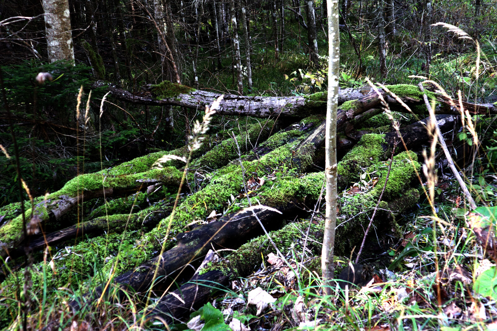 Canon EOS M6 sample photo. Forest, moist, moss, old photography