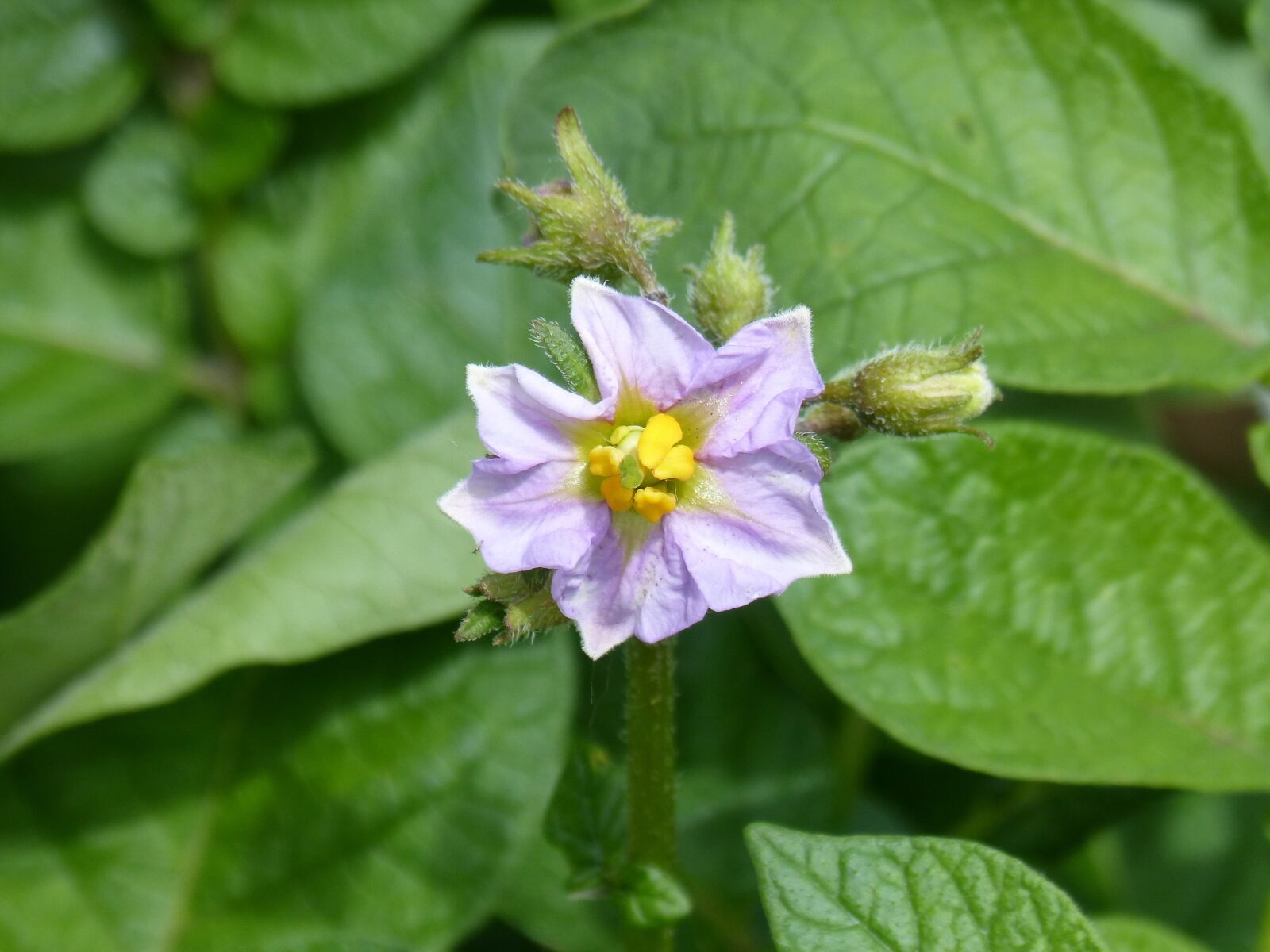 Panasonic DMC-FZ62 sample photo. Cominera flower, patatal, potato photography