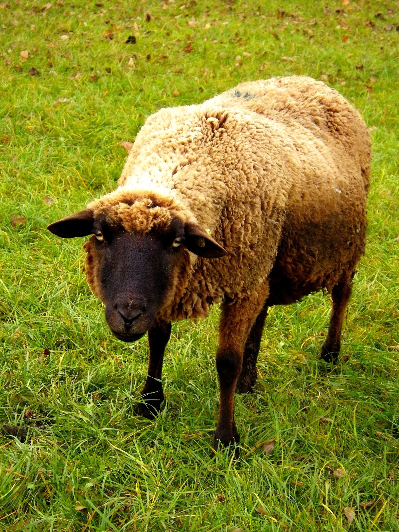Pentax Optio W90 sample photo. Sheep, ungulate, pasture photography